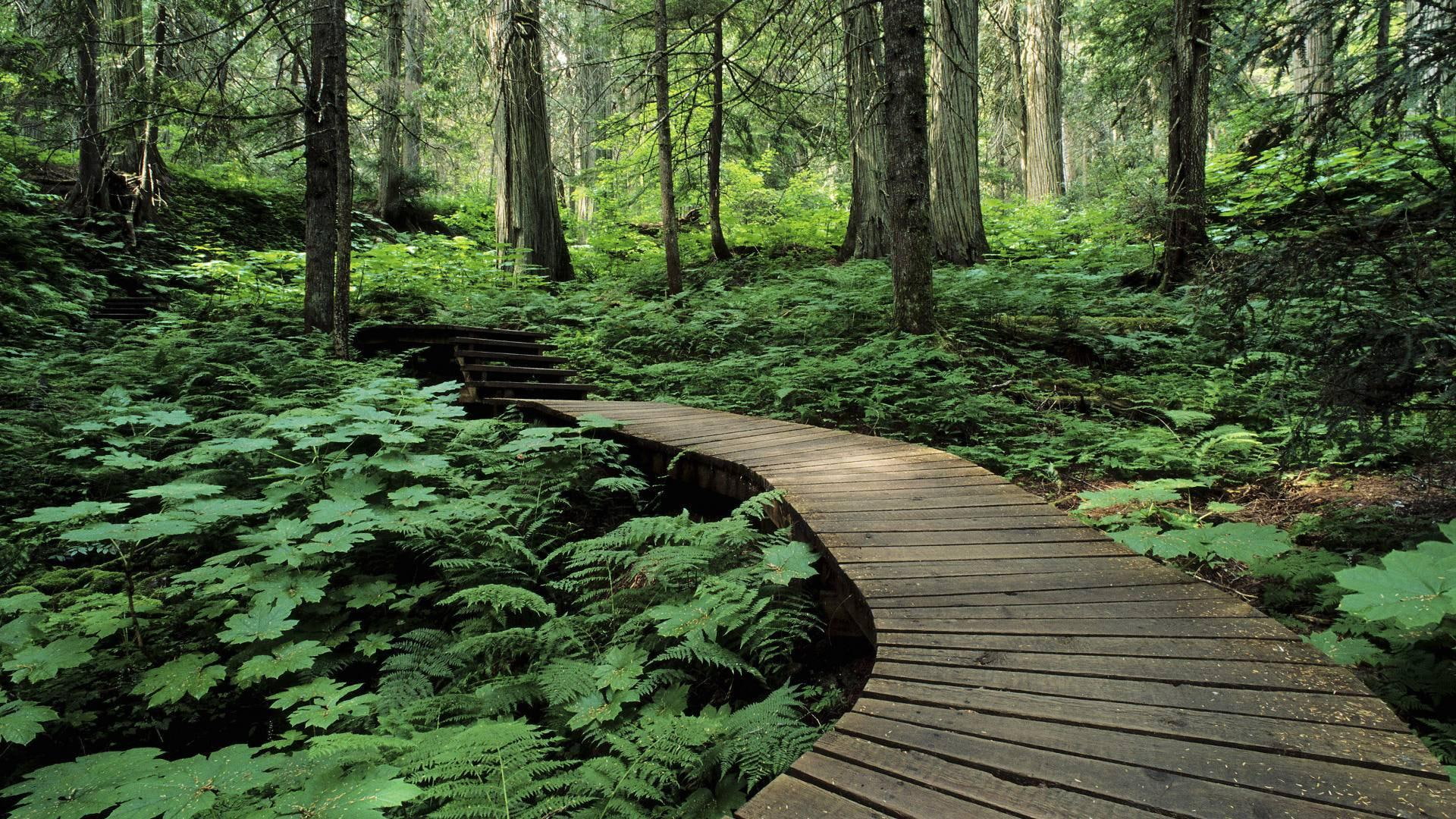 forest, 1080P, british, mount, mountain, revelstoke, nature and landscapes, wooden, trail, columbia, HD Wallpaper