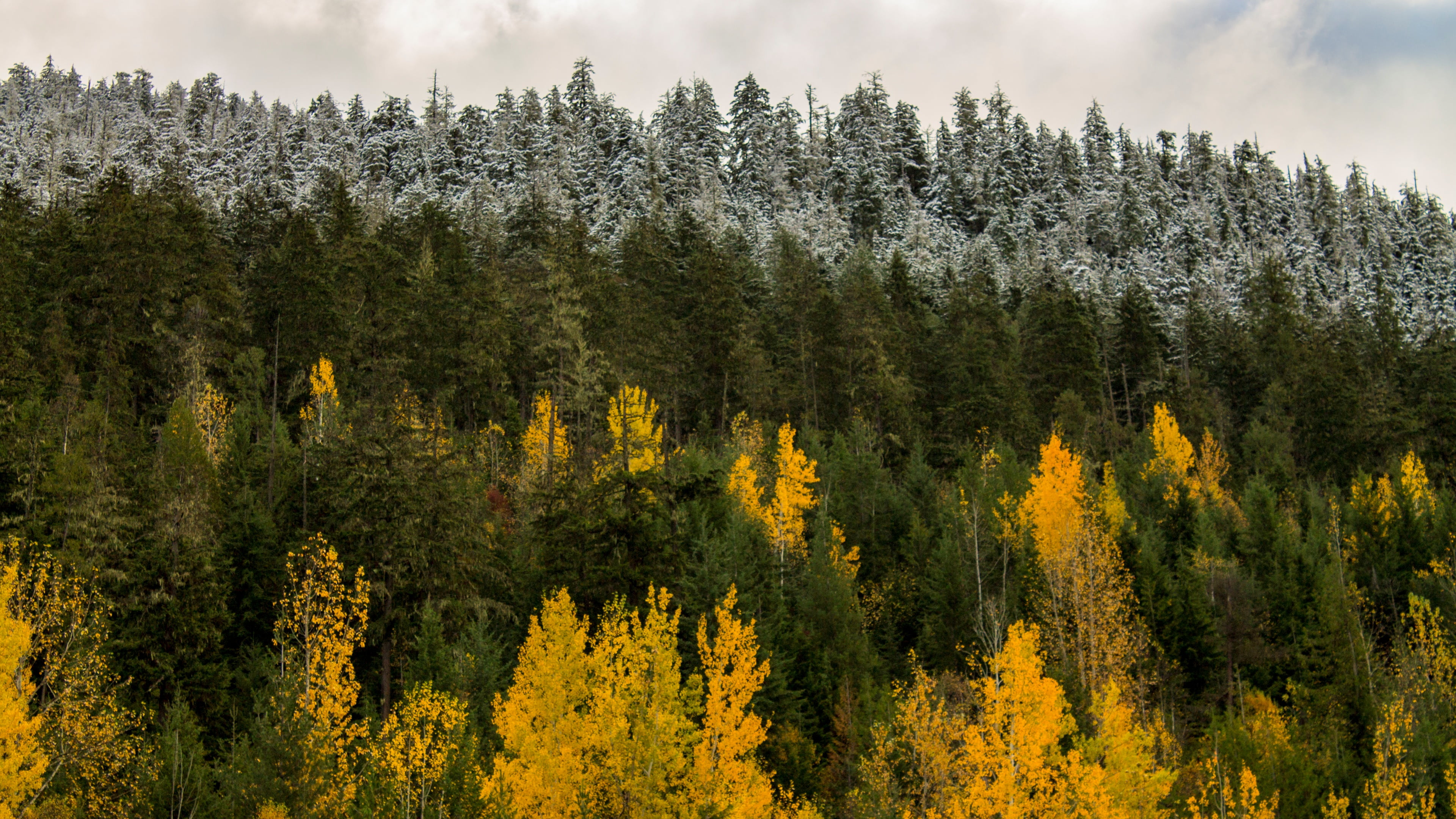 canada, no people, day, non-urban scene, nature, wilderness, mountain, scenics - nature, leaf, coniferous tree, environment, land, growth, pine tree, autumn colors, HD Wallpaper