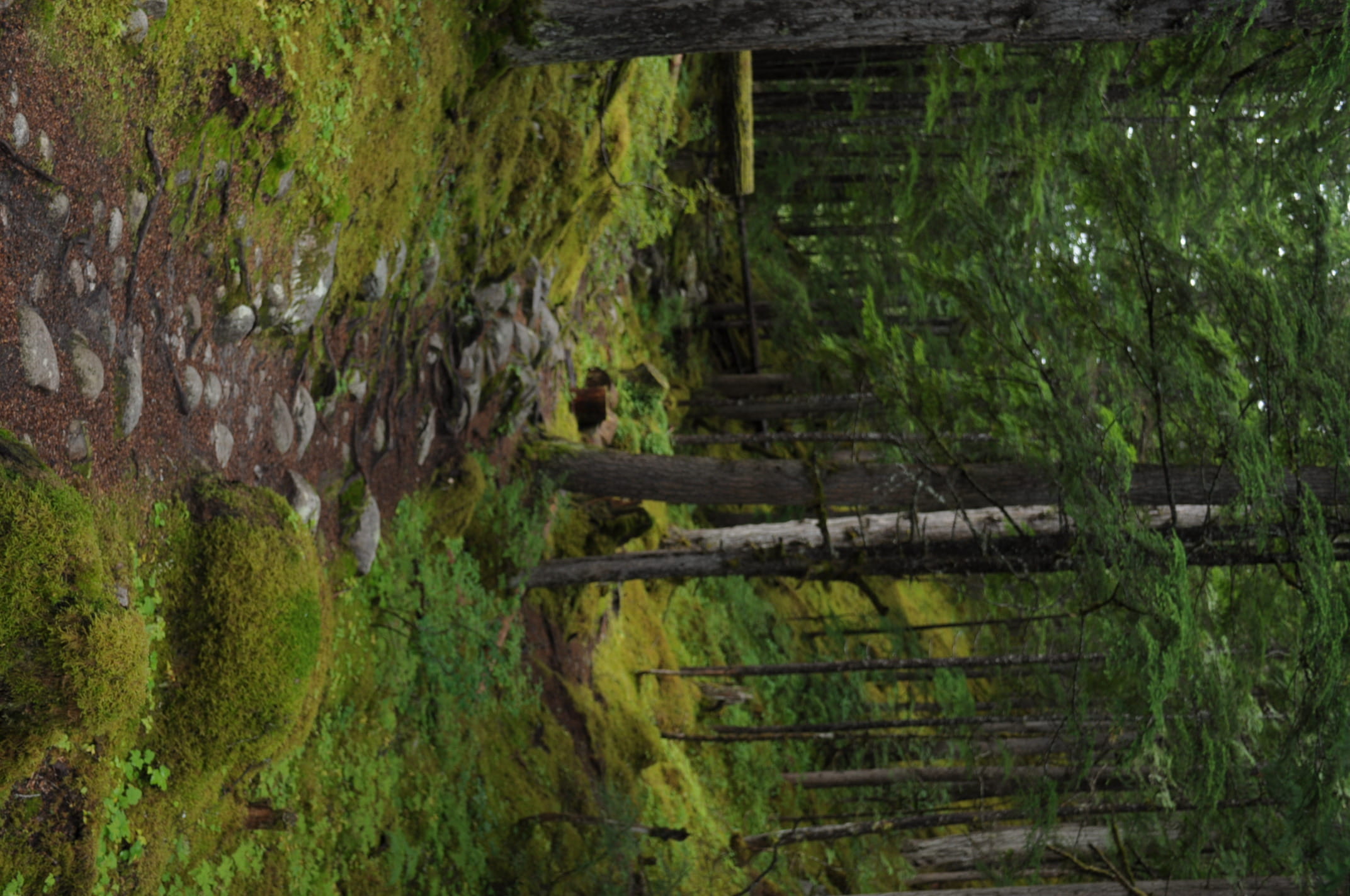 green color, path, architecture, growth, canada, land, water, tranquil scene, forest, boundary, plant, no people, revelstoke, 1080P, outdoors, trees, day, HD Wallpaper