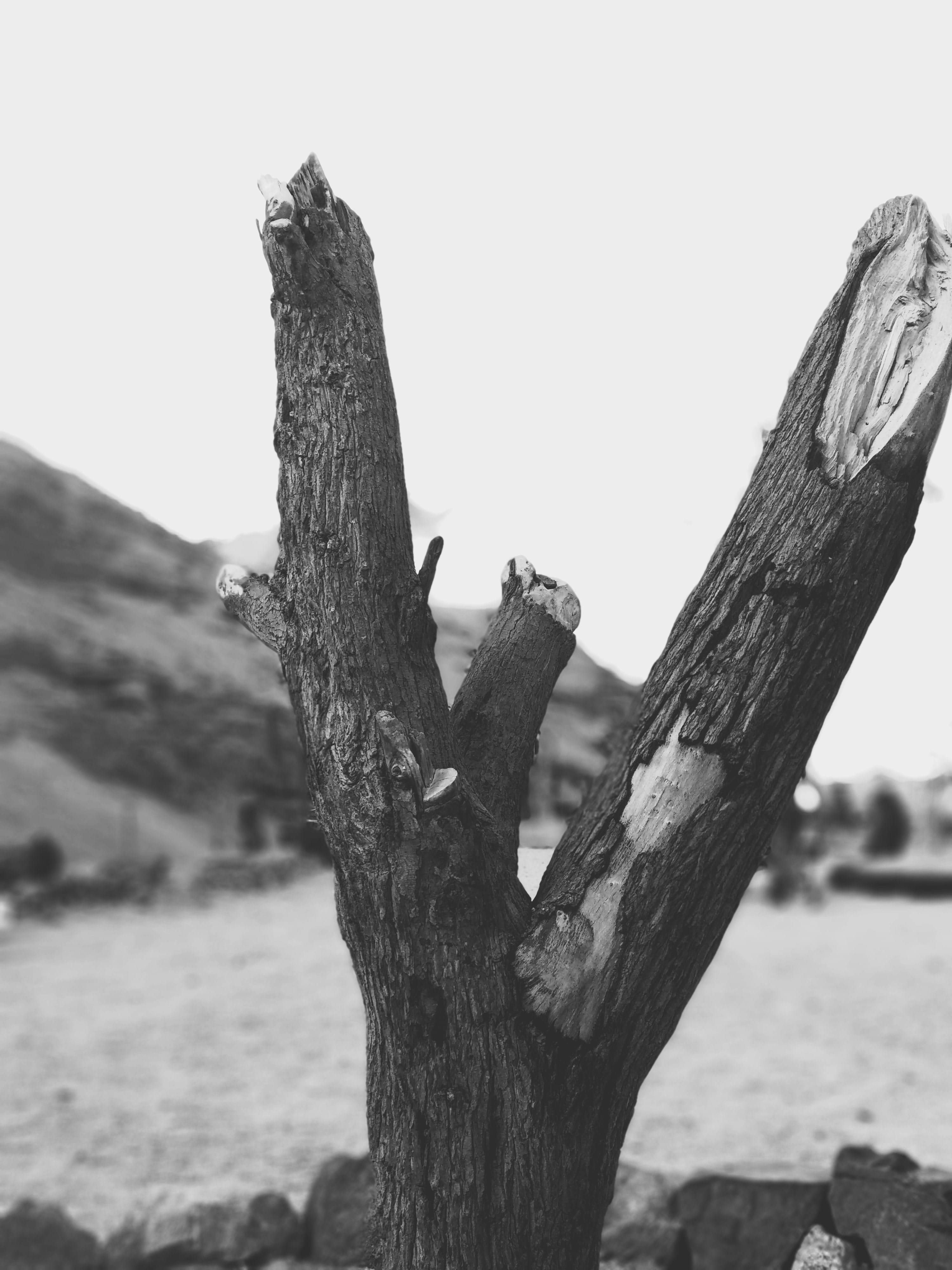bark, animal wildlife, sky, trunk, tree, animal, sinai, wood - material, outdoors, wood, day, focus on foreground, mountain, black and white, land, driftwood, Phone HD Wallpaper