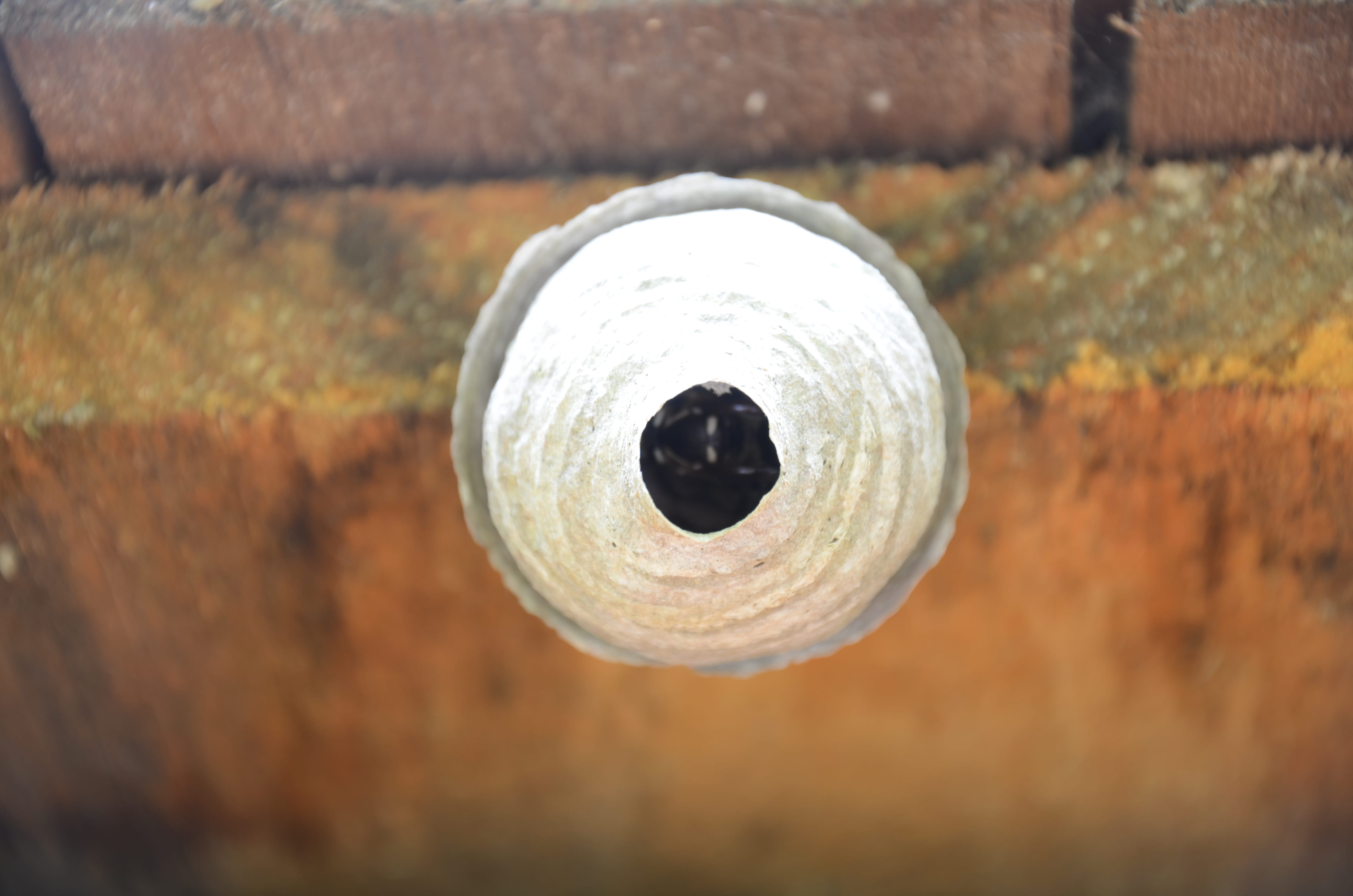 nest, bees nest, bee, barn, silver colored, old, outdoors, bourne, rusty, 4K, geometric shape, directly above, hornet, metal, selective focus, wall - building feature, HD Wallpaper