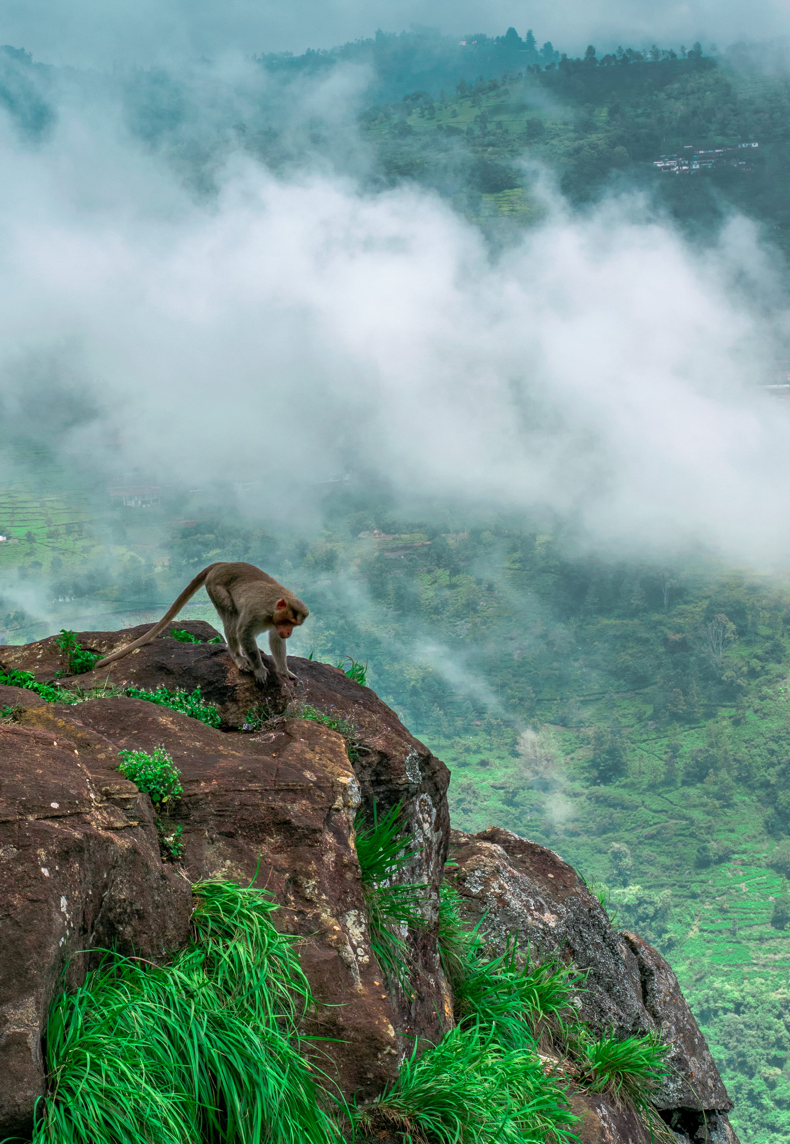 promontory, bird, formations, nature, kangaroo, rock, non-urban scene, light, outdoors, land, goat, environment, power in nature, hill, monkey, tranquil scene, Phone HD Wallpaper