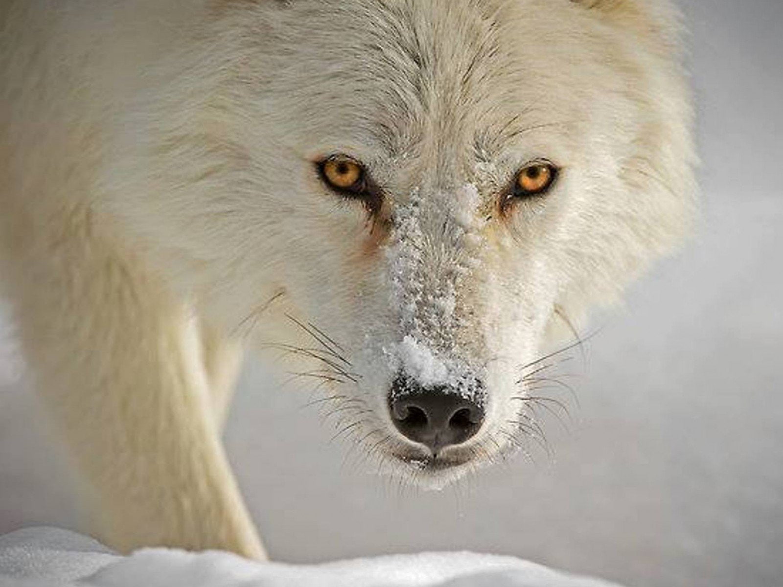 looking at camera, animals in the wild, one animal, winter, mammal, domestic, 720P, wolves, outdoors, close-up, snow, animal eye, animal, animal head, HD Wallpaper