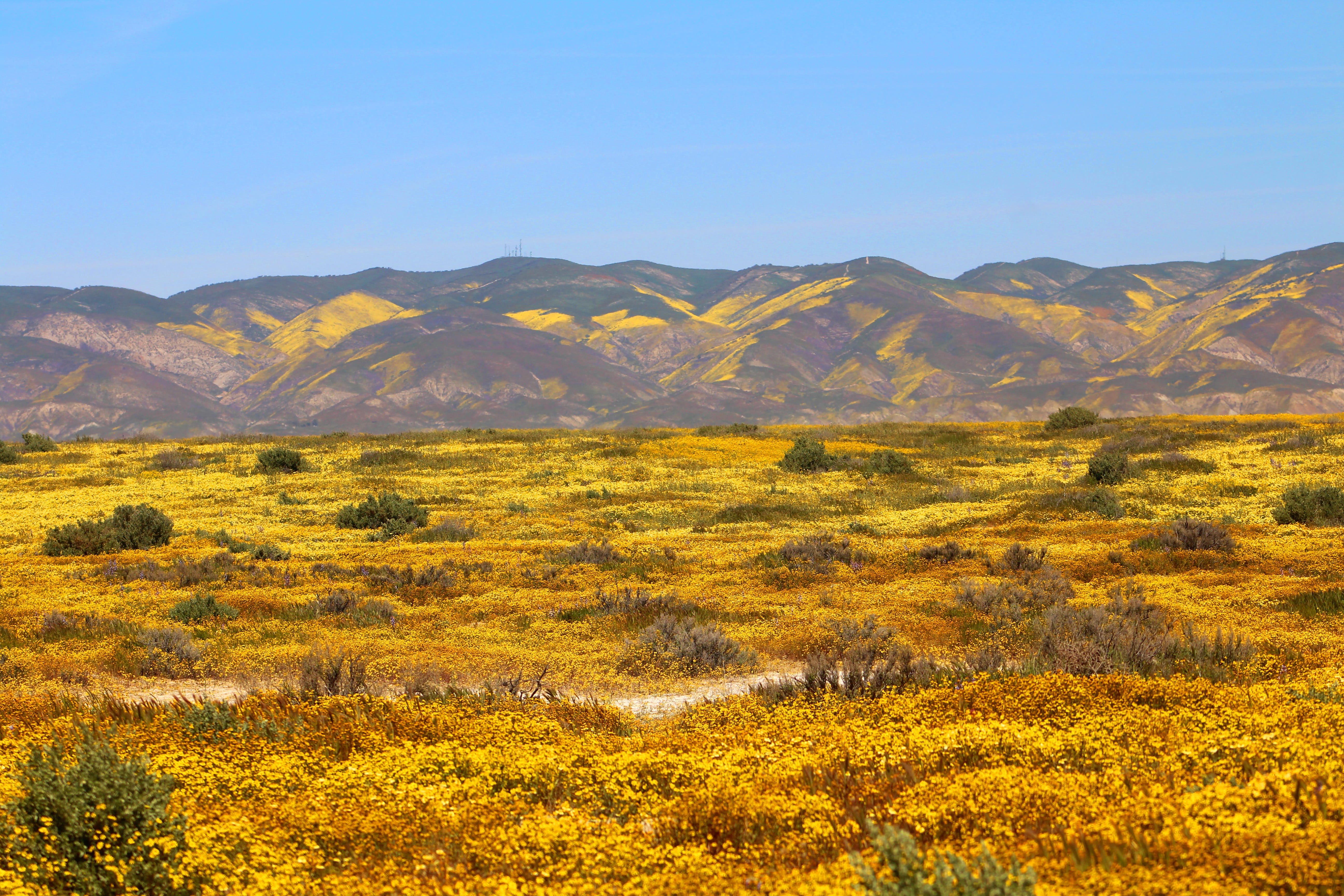 Spring, outdoors, Carrizo Plain, scenics, landscape, sandia Mountains, animal wildlife, california, landscapes, tundra, springtime, scenic, autumn, rural Scene, HD Wallpaper
