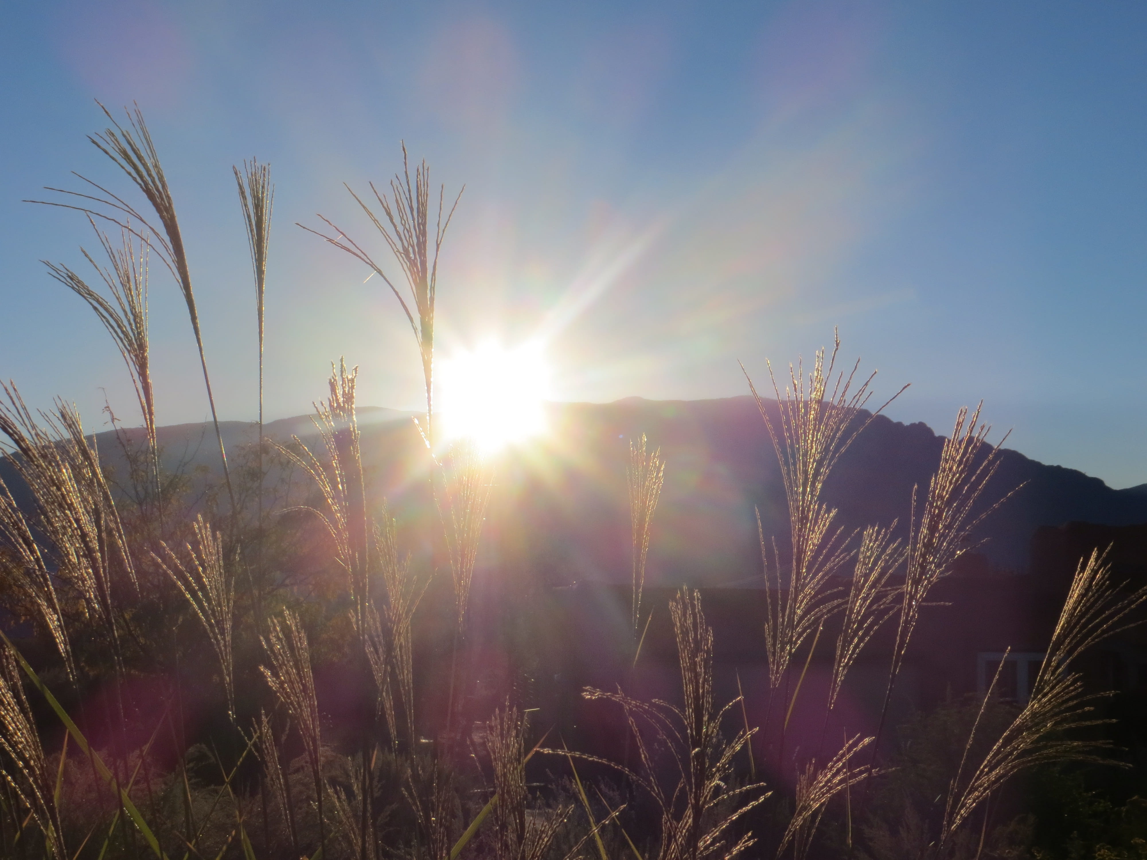 plant, morning, beauty in nature, scenics - nature, bright, landscape, sunny, field, land, sky, Mountain, sun, Sunrise, timothy grass, growth, day, lens flare, HD Wallpaper