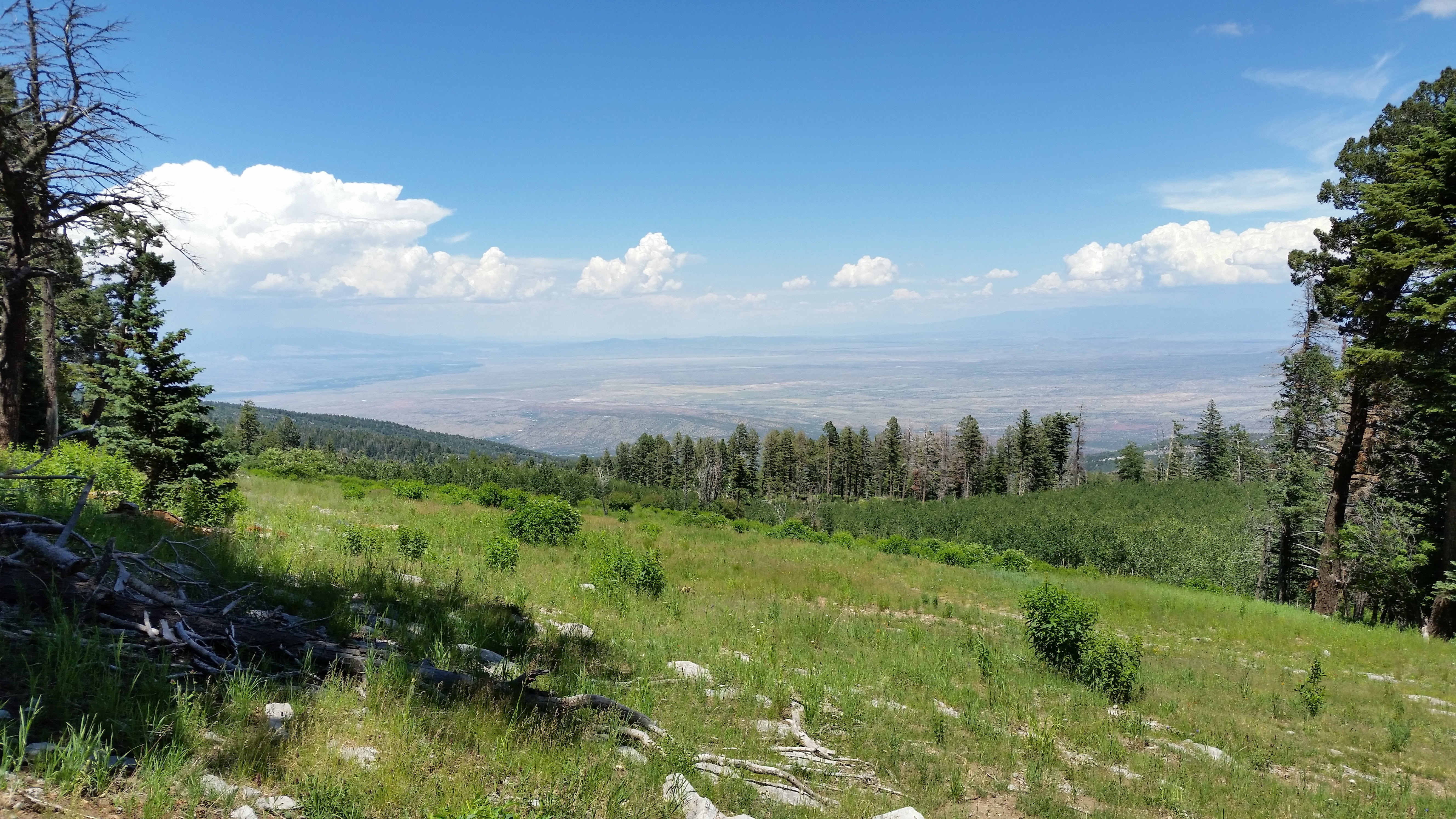 new mexico, mountain, outdoors, no people, tranquility, field, nature, coniferous tree, sandia mountains, landscape, day, tranquil scene, green color, 5K, HD Wallpaper