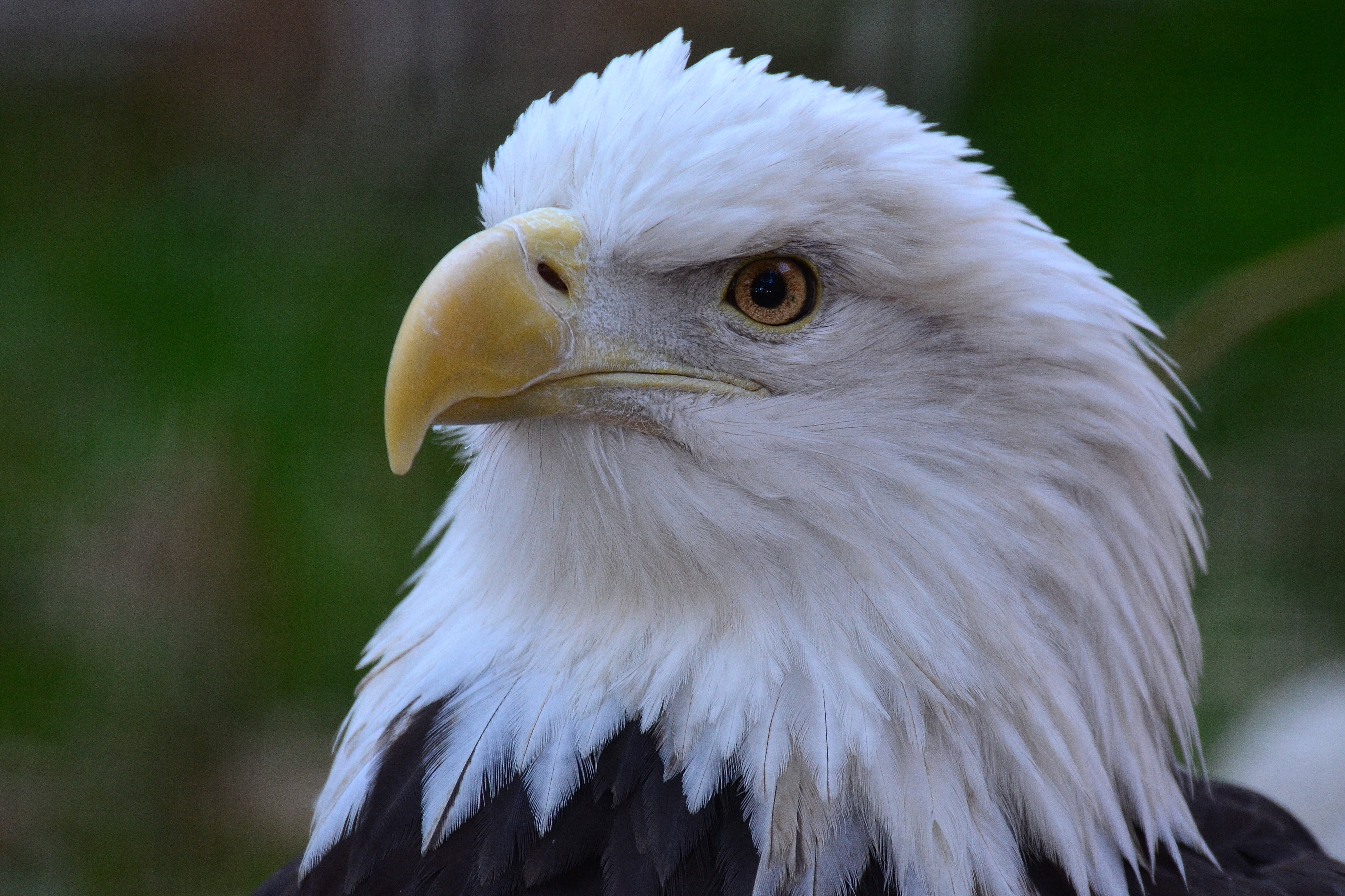 Bird, carlsbad  NM, nature, beak, photography, close-up photography, lamsa, feather, bald, wildlife, bald Eagle, eagle, New Mexico, 4K, eagle - Bird, uSA, HD Wallpaper