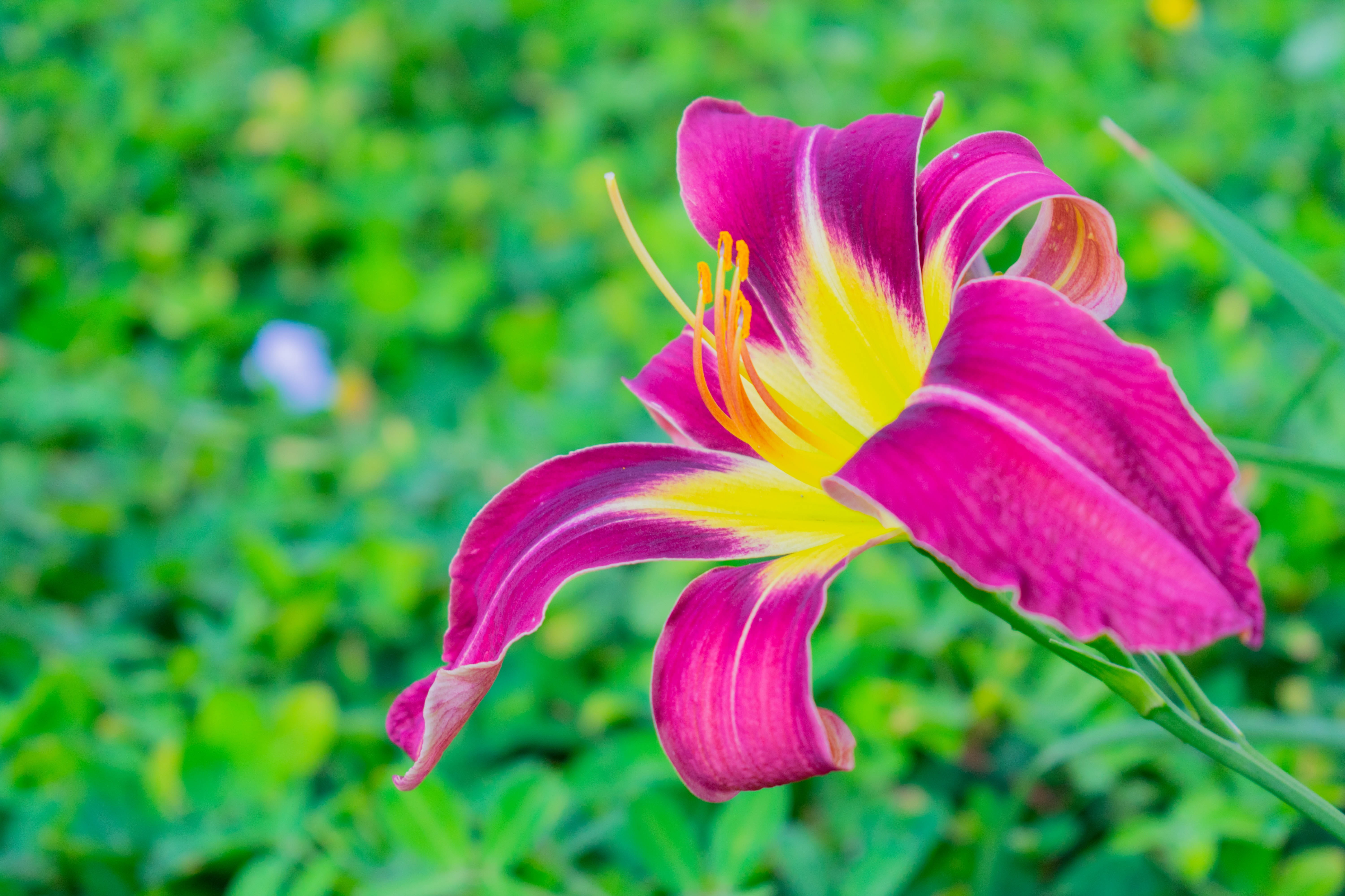 no people, vulnerability, violet, beauty, flower, beauty in nature, fragility, growth, antioquia, petal, botany, focus on foreground, 5K, flowers, colombia, HD Wallpaper