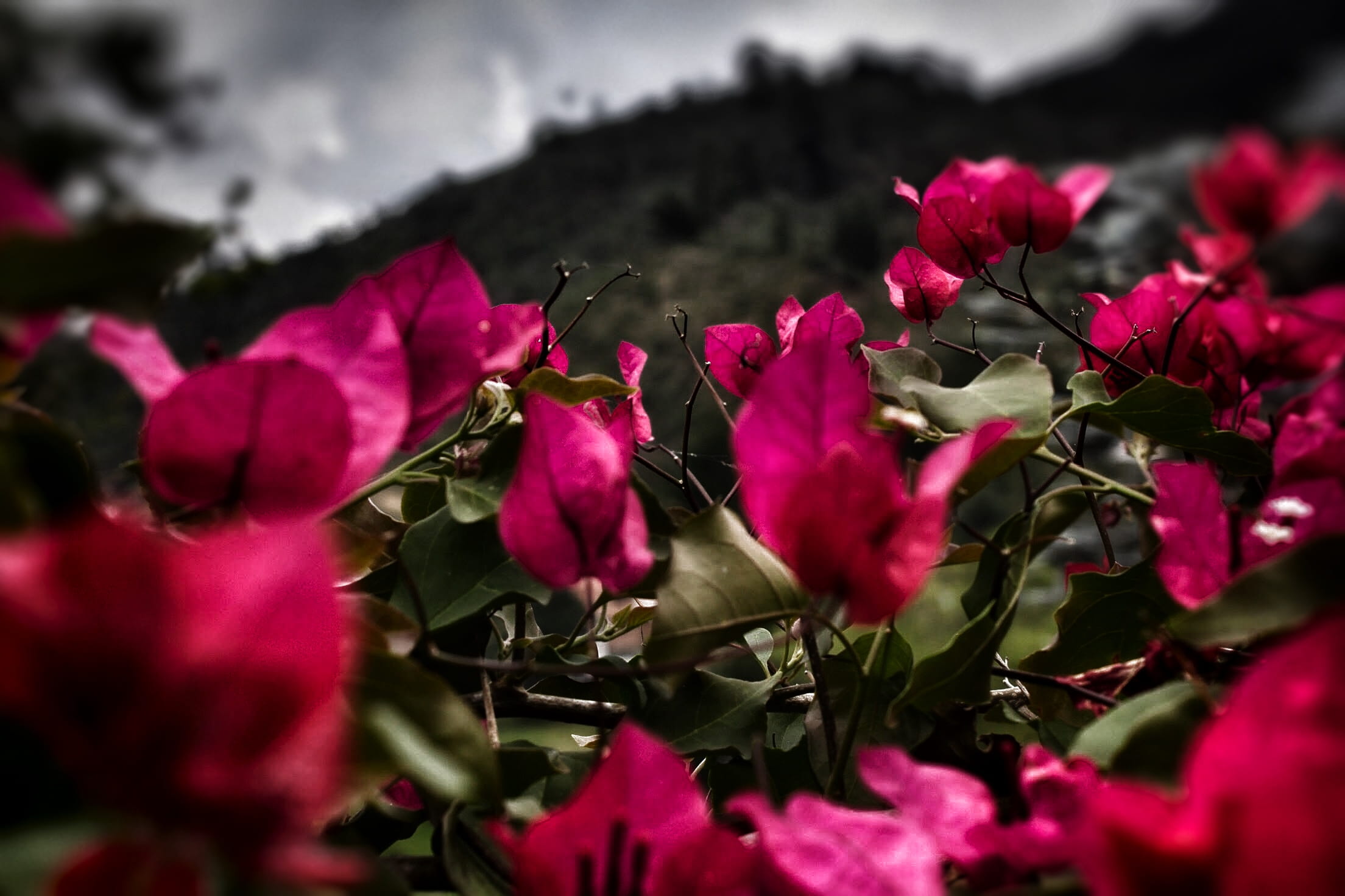 medellin, nature, no people, purple, antioquia, freshness, leaf, retiro, petal, fragility, plant part, flower, bosque, beauty in nature, outdoors, flowers, HD Wallpaper