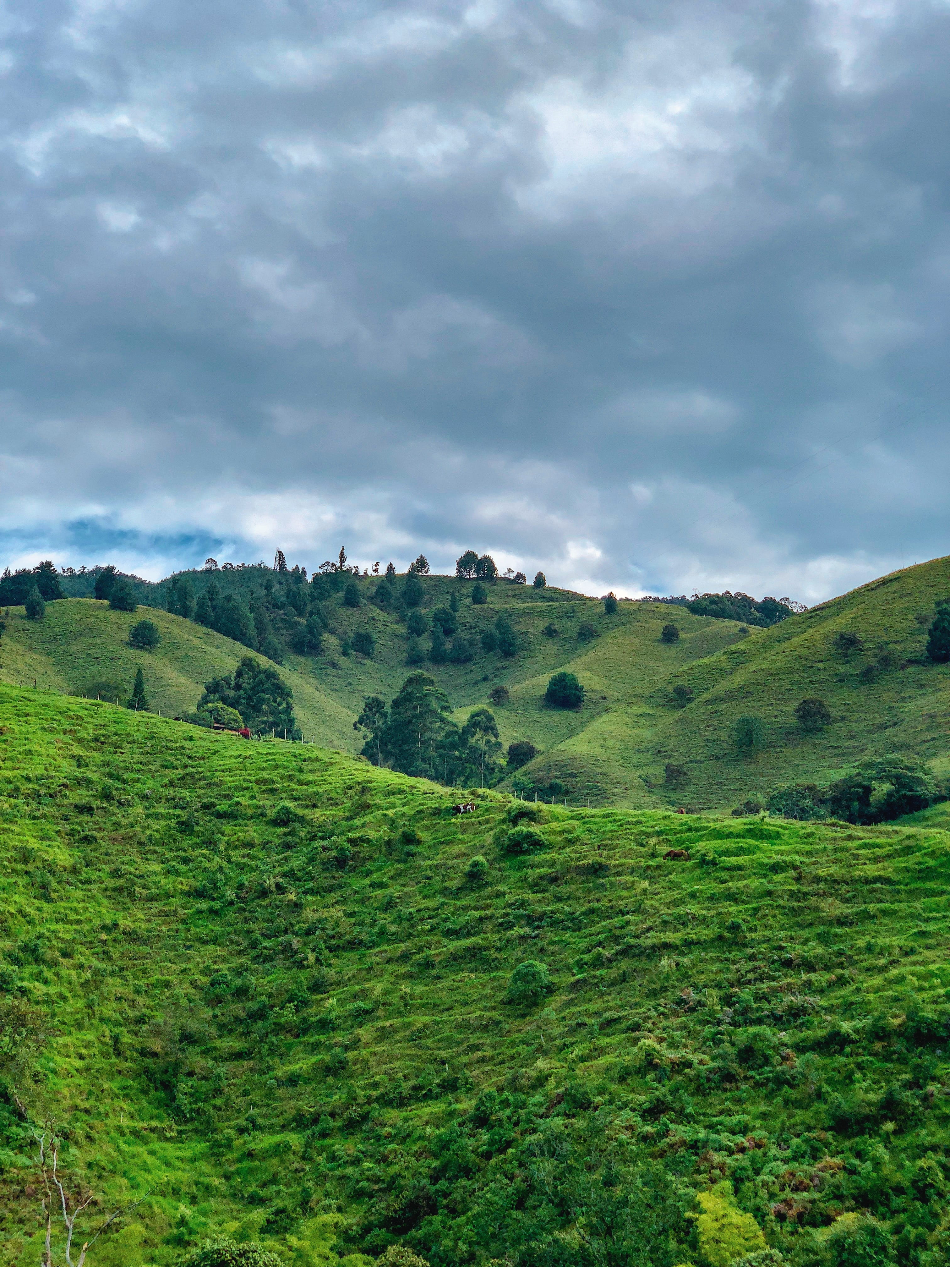 countryside, colombia, tranquil scene, pabloescobar, medellin, grass, day, green color, ireland, nature, tranquility, environment, rural, grassland, outdoors, Phone HD Wallpaper