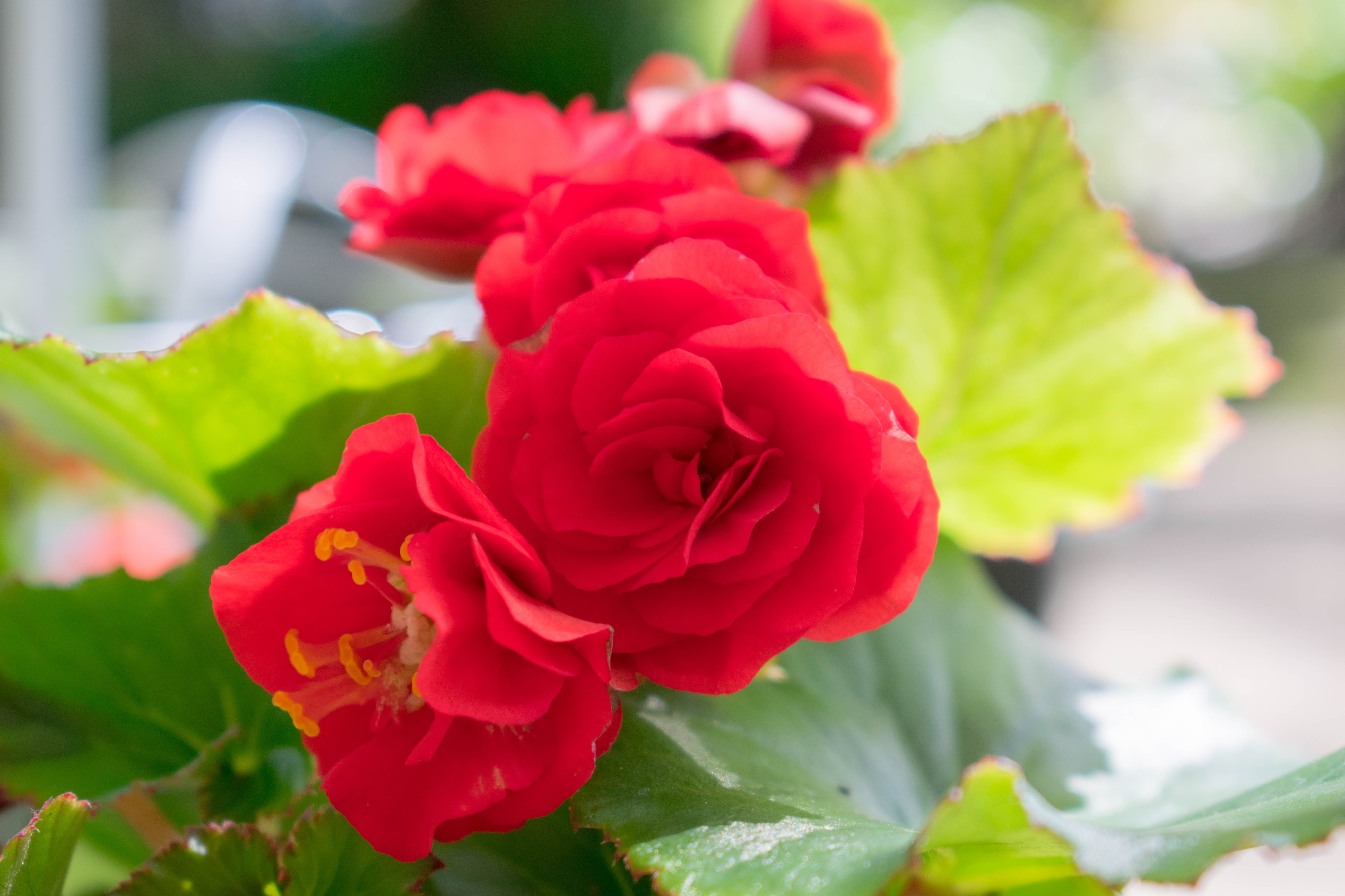 flowers, rose - flower, leaf, plant, beauty in nature, field, nature, plant part, growth, fragility, 5K, rose, rosa, colombian, flower head, no people, HD Wallpaper