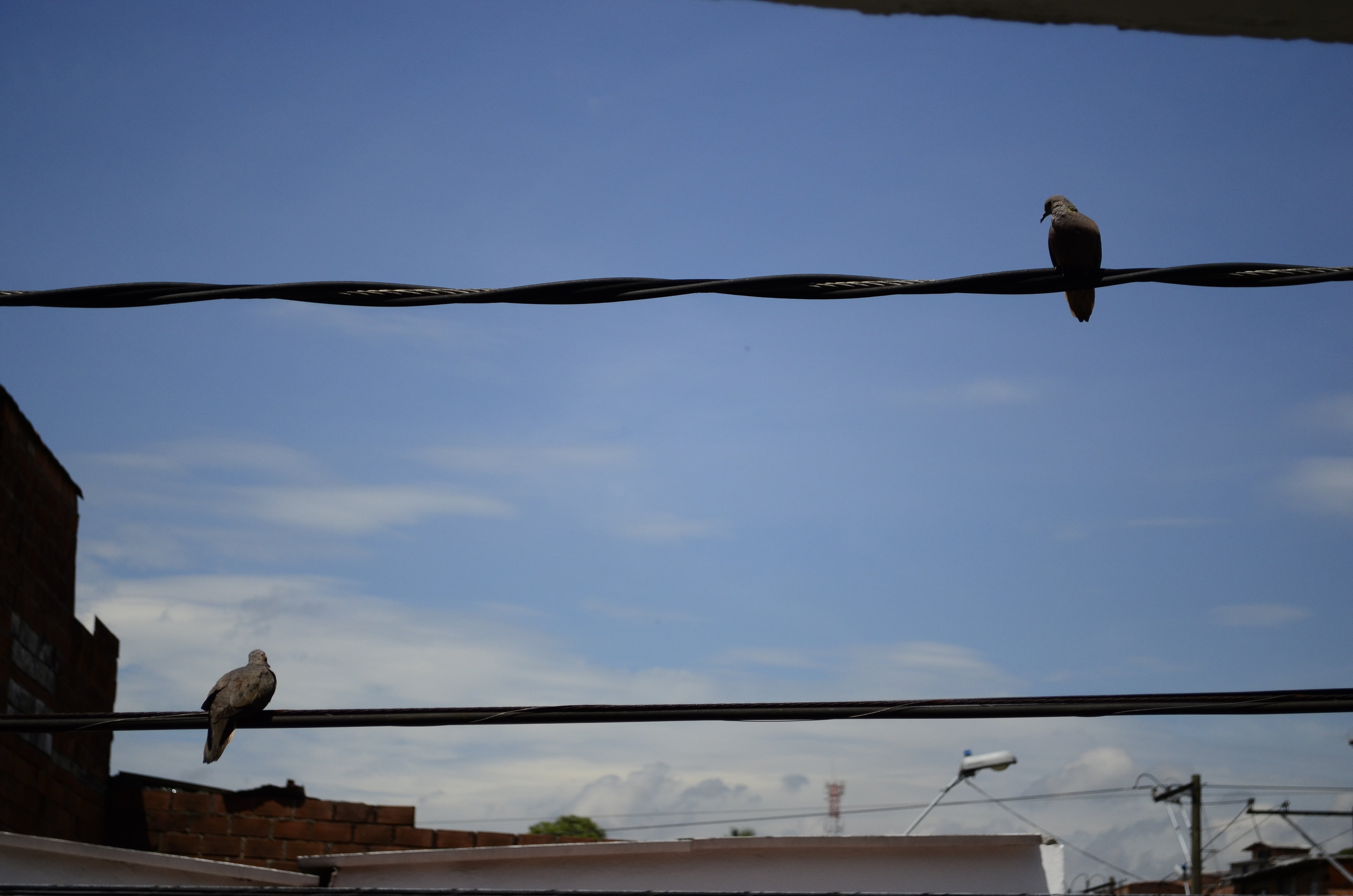 perching, nature, cable, animal wildlife, animal, animals in the wild, group of animals, power supply, low angle view, medellin, electricity, power line, HD Wallpaper