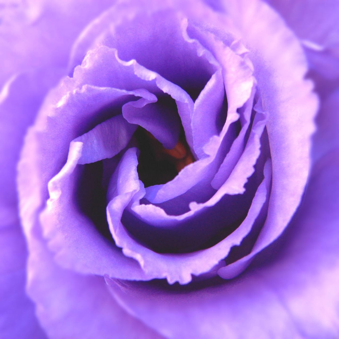backgrounds, macro, PowerShot, nature, flower Head, rose - Flower, photo, medellin, close-up, purple, romance, Colombia, freshness, single Flower, beauty In Nature, Phone HD Wallpaper