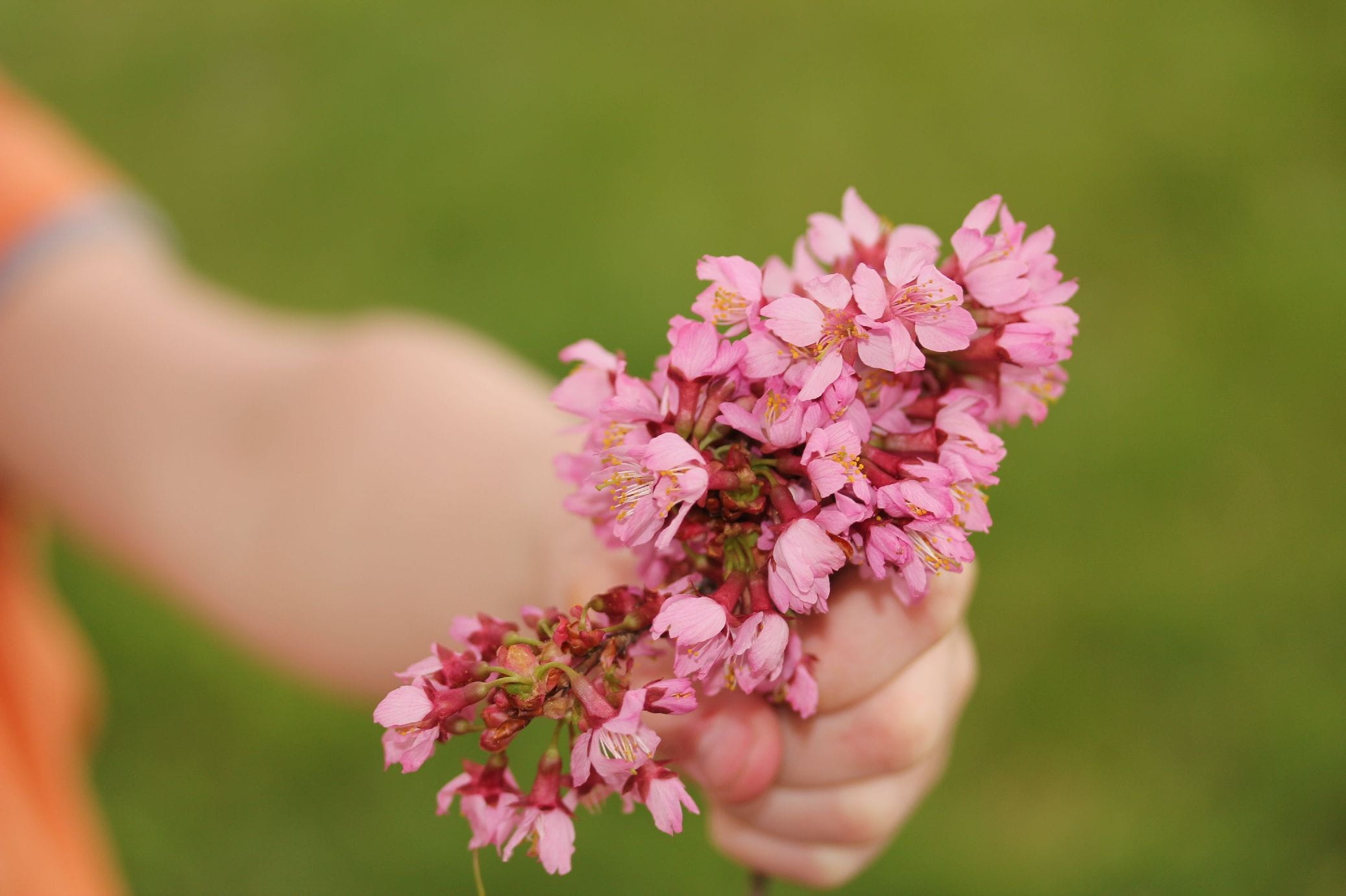 mother, people, petal, 1080P, finger, bunch of flowers, petaled, summer, left, cute, young, flower arrangement, plant, outdoors, fragility, mothers day, HD Wallpaper