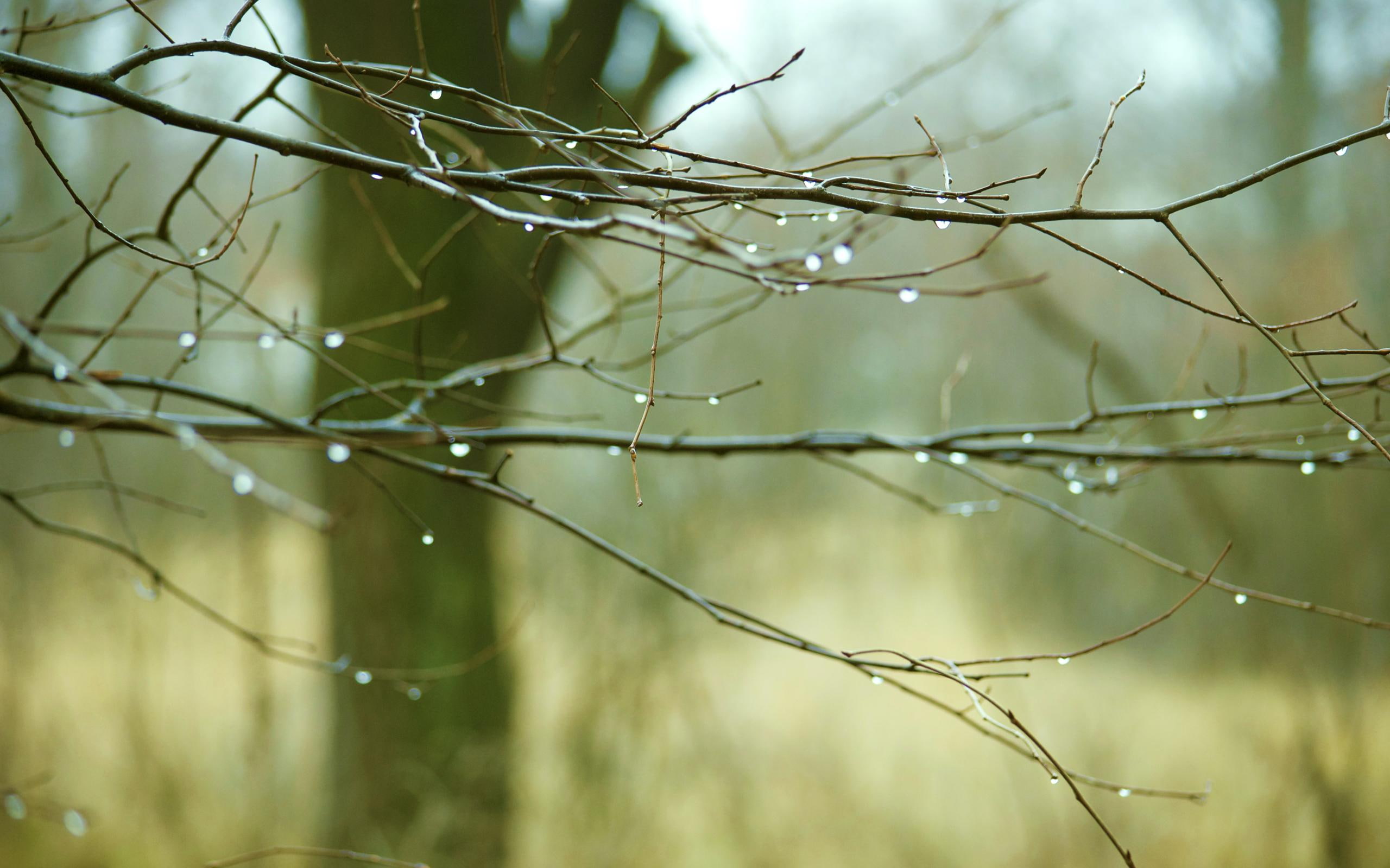 ukraine, 2K, branch, vodorez, artem, 3d and abstract, tree, bare, HD Wallpaper