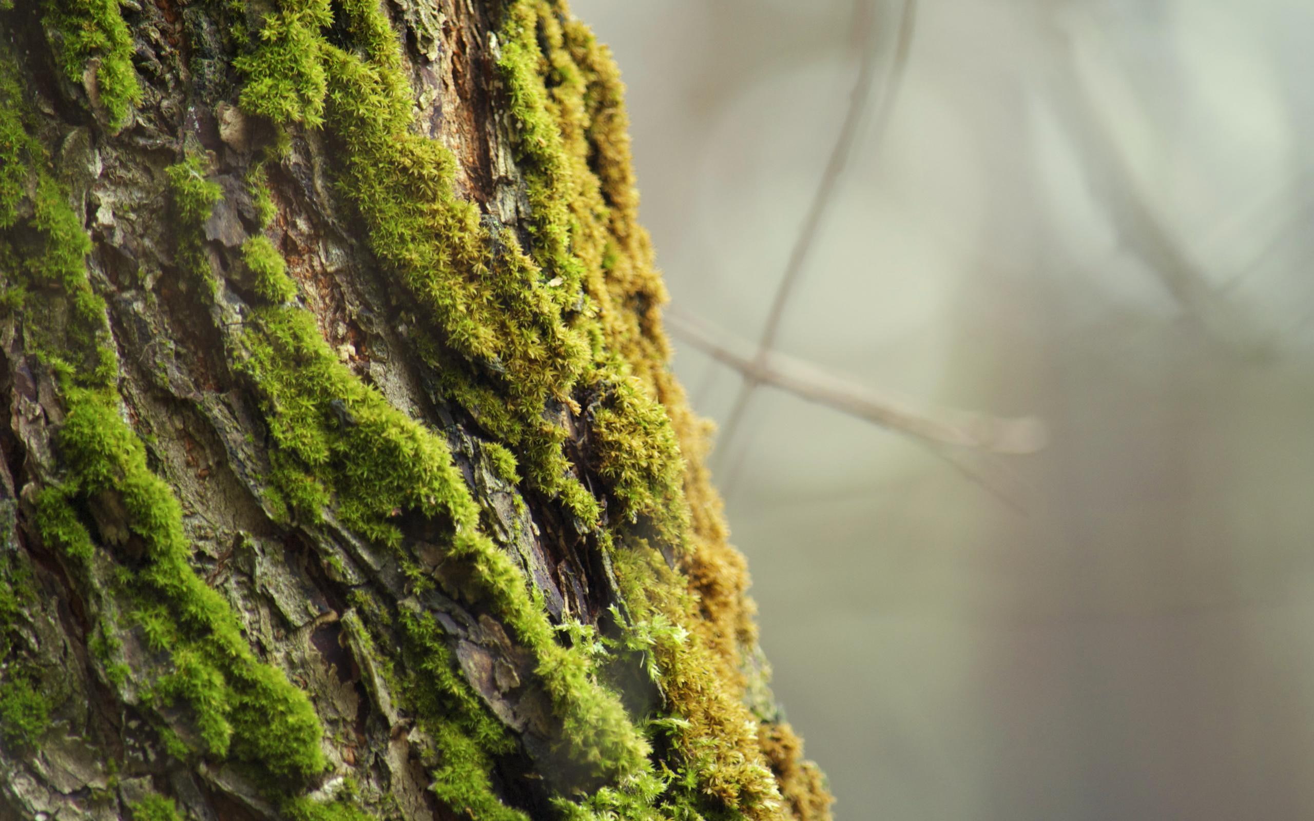 2K, 3d and abstract, ukraine, nature, moss, photo, bark, artem, vodorez, HD Wallpaper