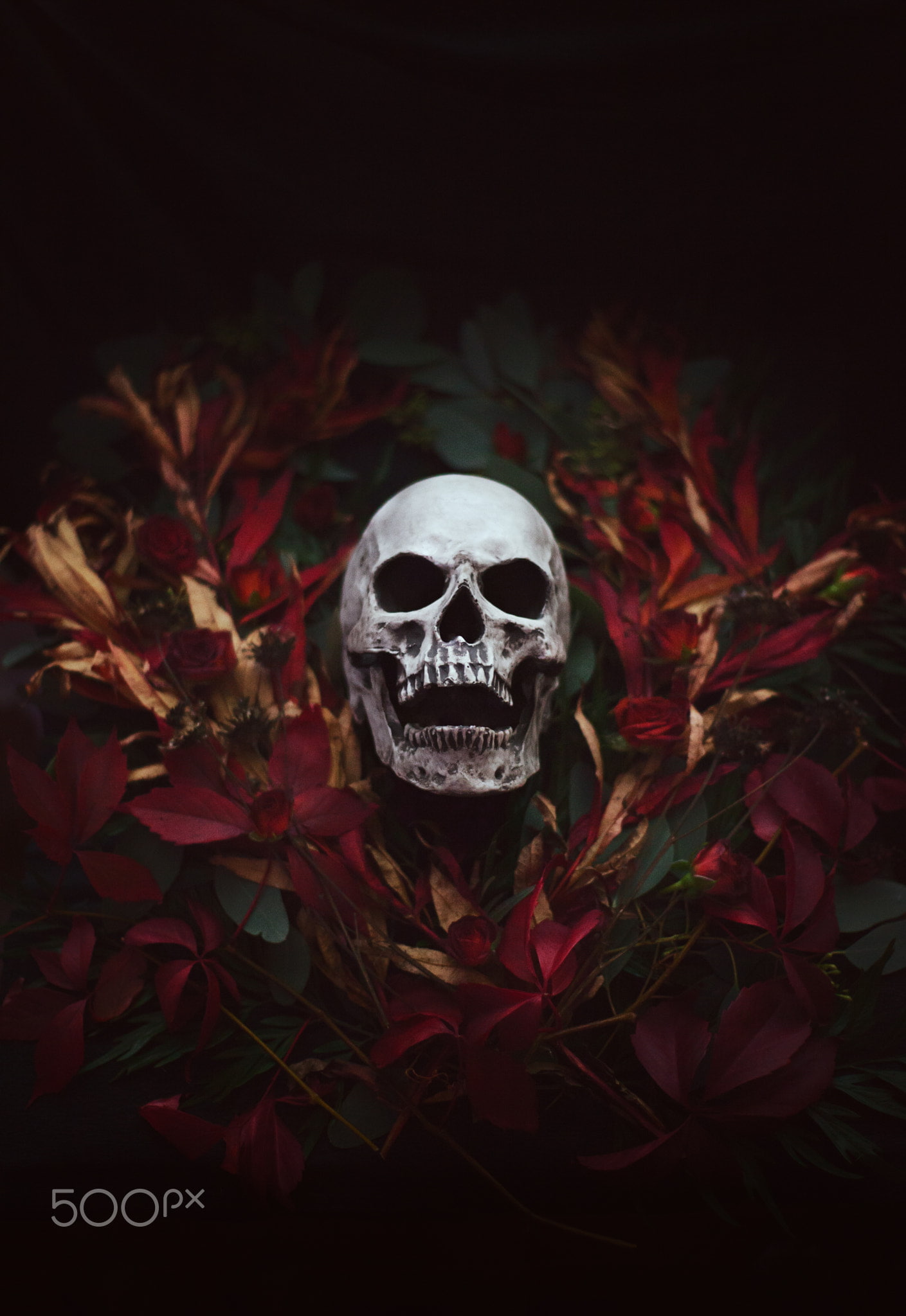 skull, Artem Phoenix, plants, 1080P, flowers, 500px, Phone HD Wallpaper