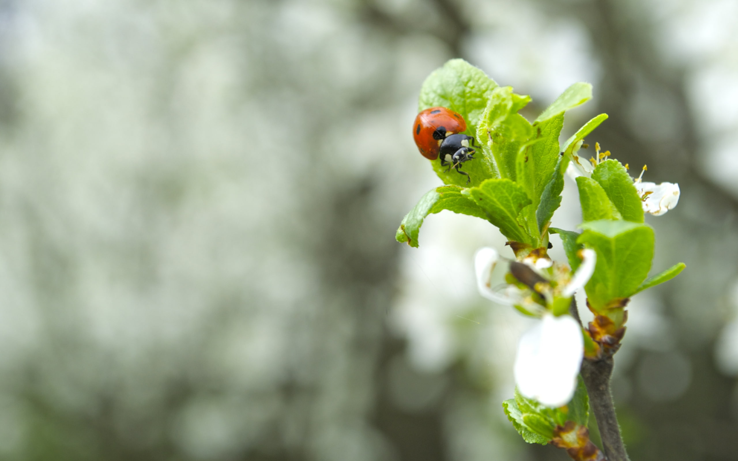 bugs, animals, flower, Ukraine, Thorn, hd, nature, 2K, art, ladybug, Artem, HD Wallpaper