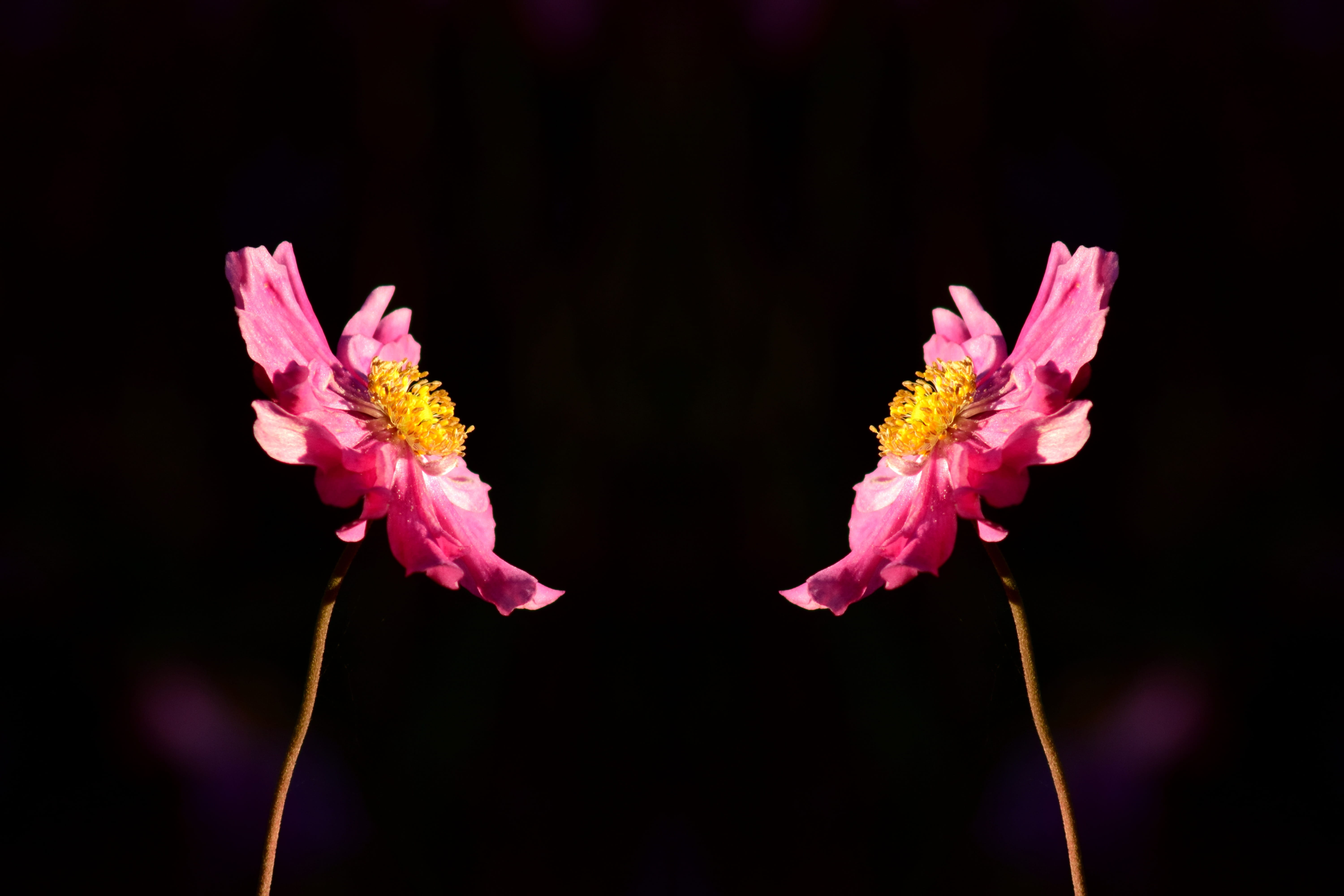 greeting card, no people, flowering plant, pink color, studio shot, fall anemone, anemone, vulnerability, flower, double, inflorescence, beauty in nature, HD Wallpaper