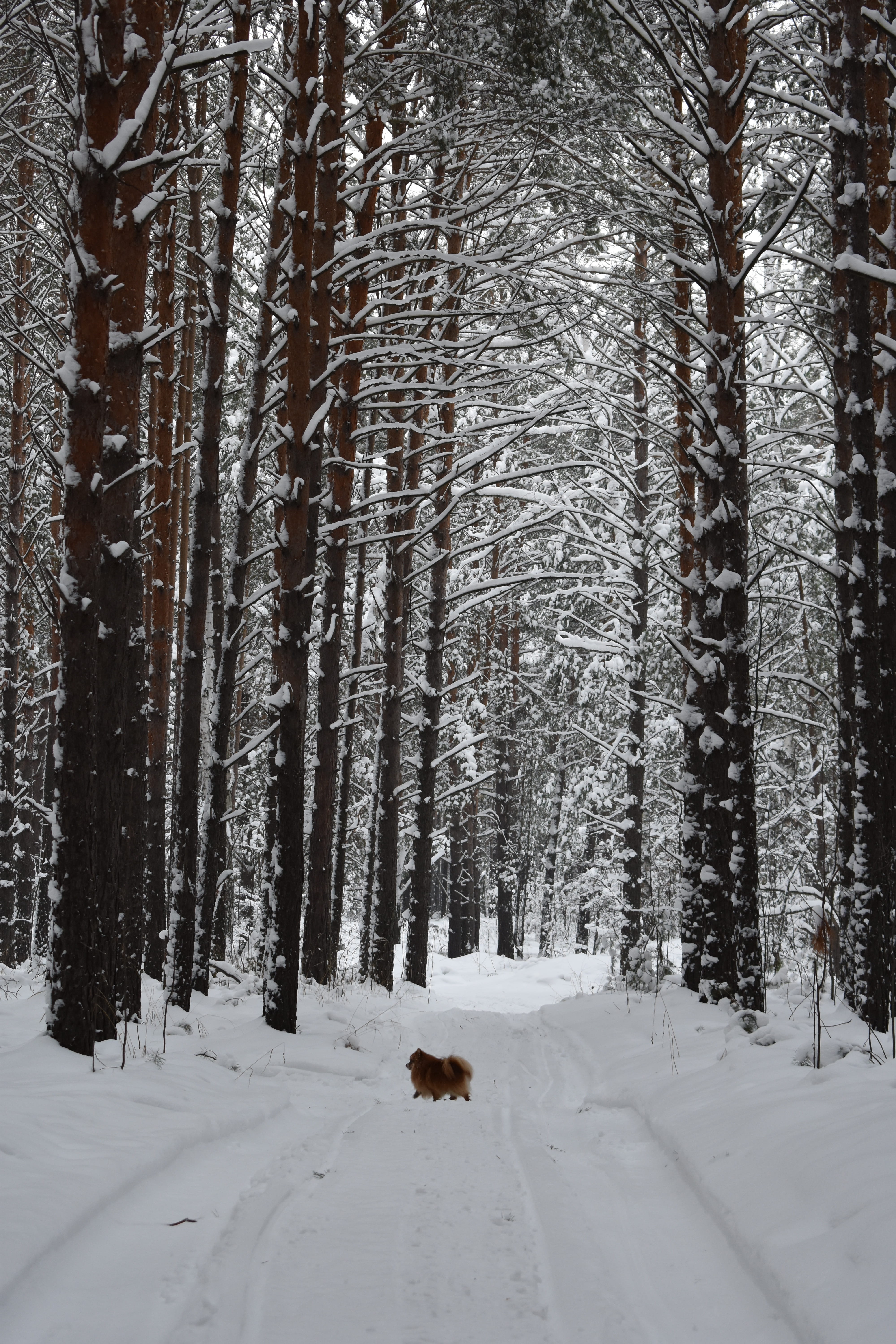 novosibirsk, animal themes, dog, landscape, covering, spitz, forests, trunk, siberia, mammal, snow, frost, cold, white color, day, woodland, tree, plant, Phone HD Wallpaper