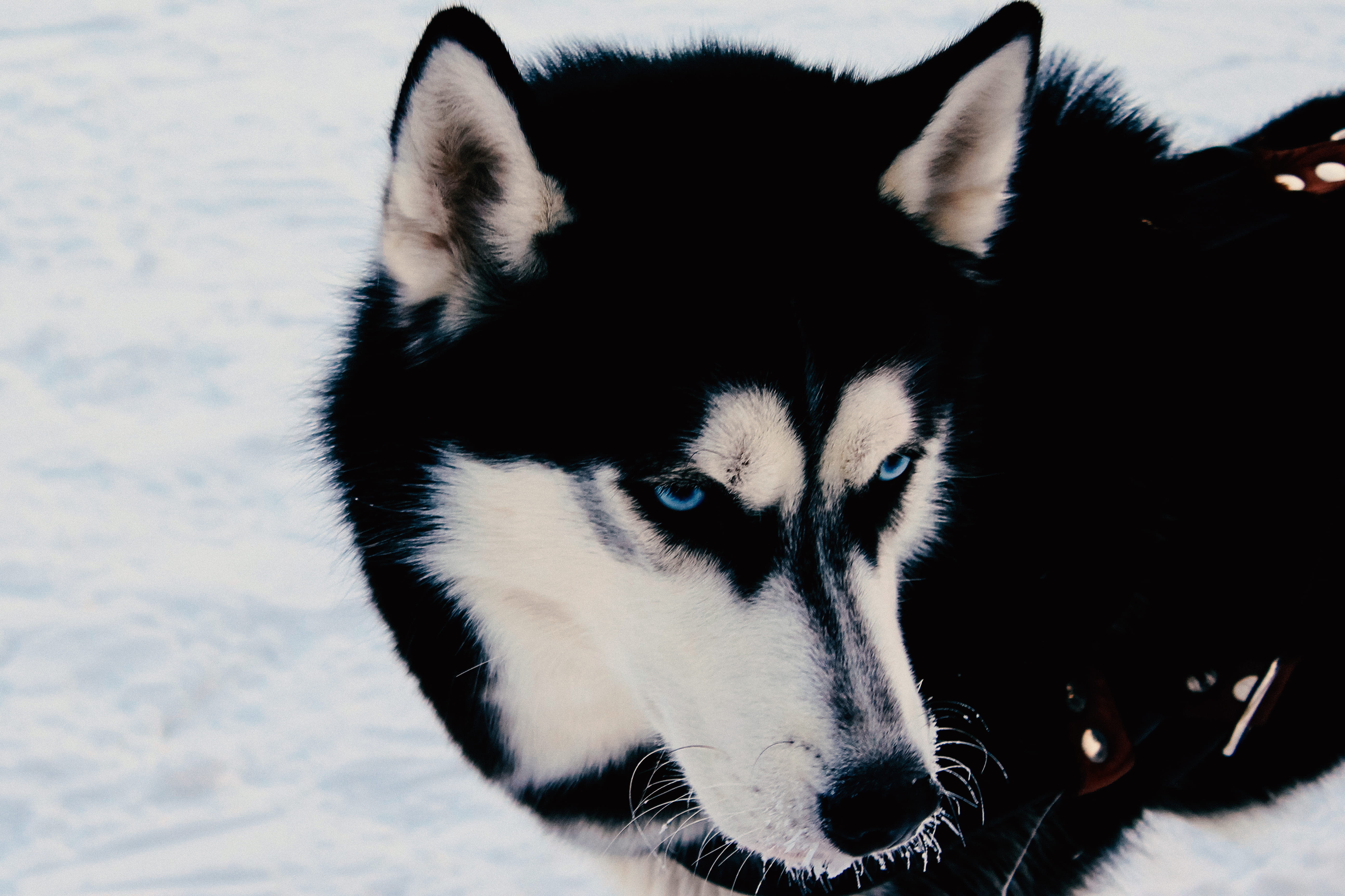 canine, sled dog, no people, one animal, animal themes, novosibirsk, animal head, russia, looking, domestic, mammal, close-up, vertebrate, whisker, animal, HD Wallpaper