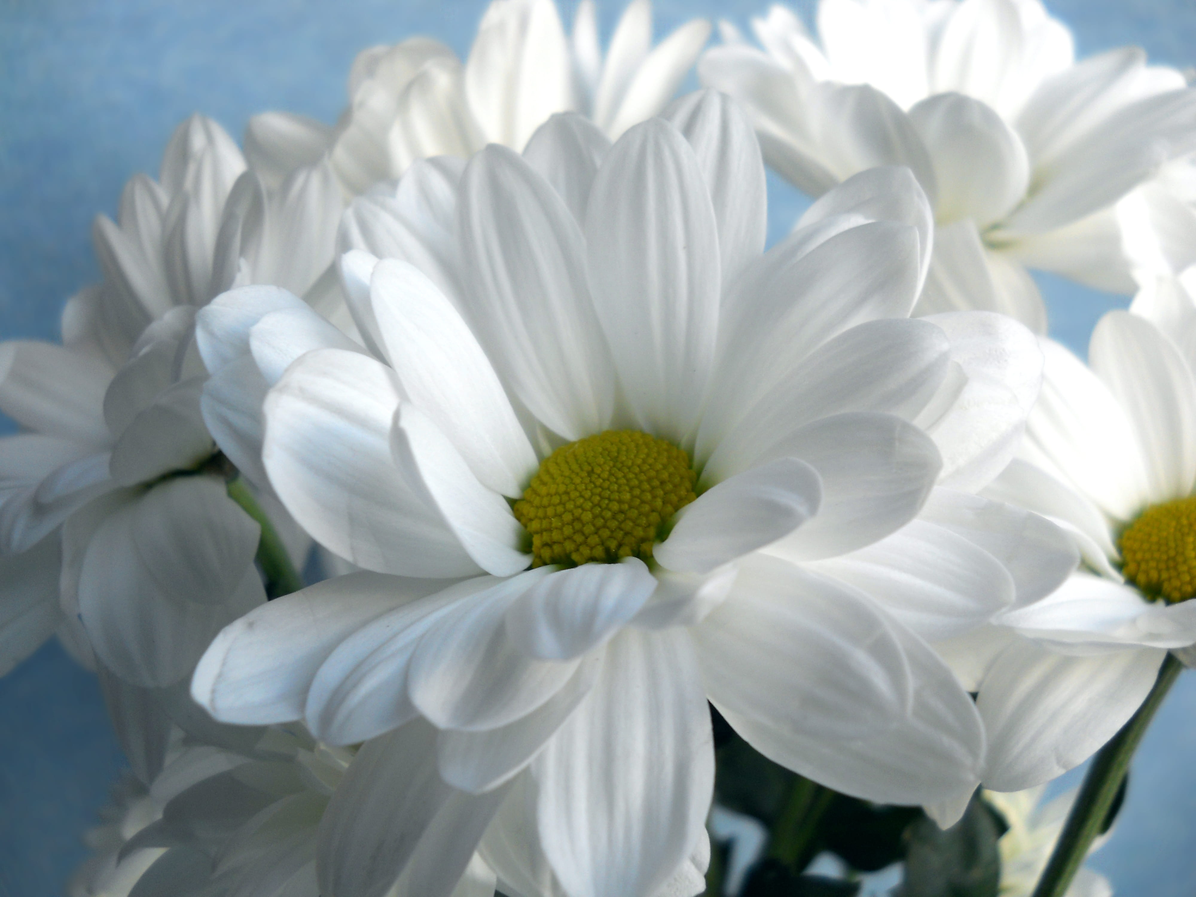 flower head, russia, softness, flower, flowering plant, inflorescence, growth, botany, white color, outdoors, novosibirsk, macro, plant, vulnerability, HD Wallpaper
