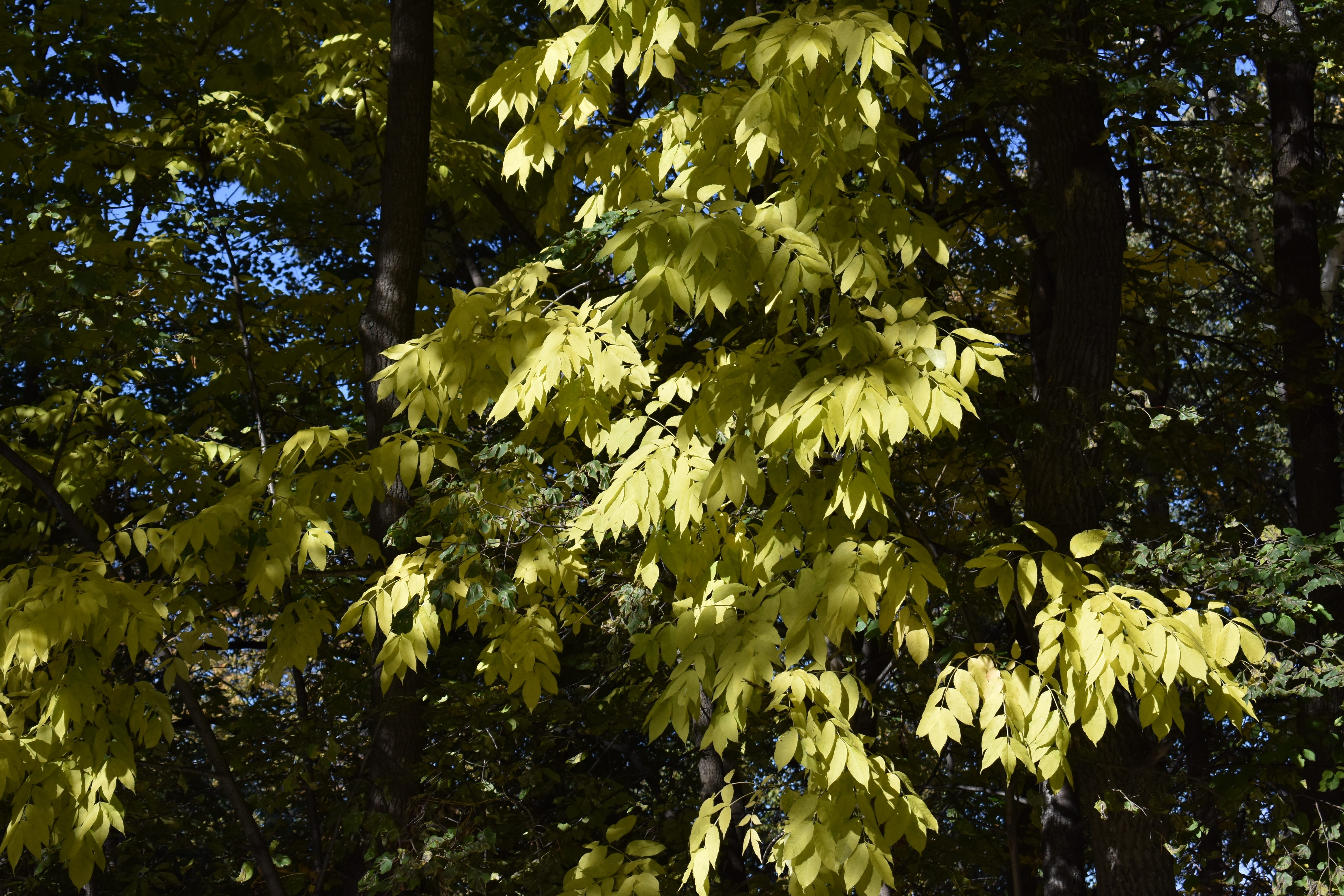 change, yellow leaves, 5K, beauty in nature, nature, vulnerability, leaves, leaf, novosibirsk, plant part, autumn, júglans mandshúrica, tranquility, tree, HD Wallpaper