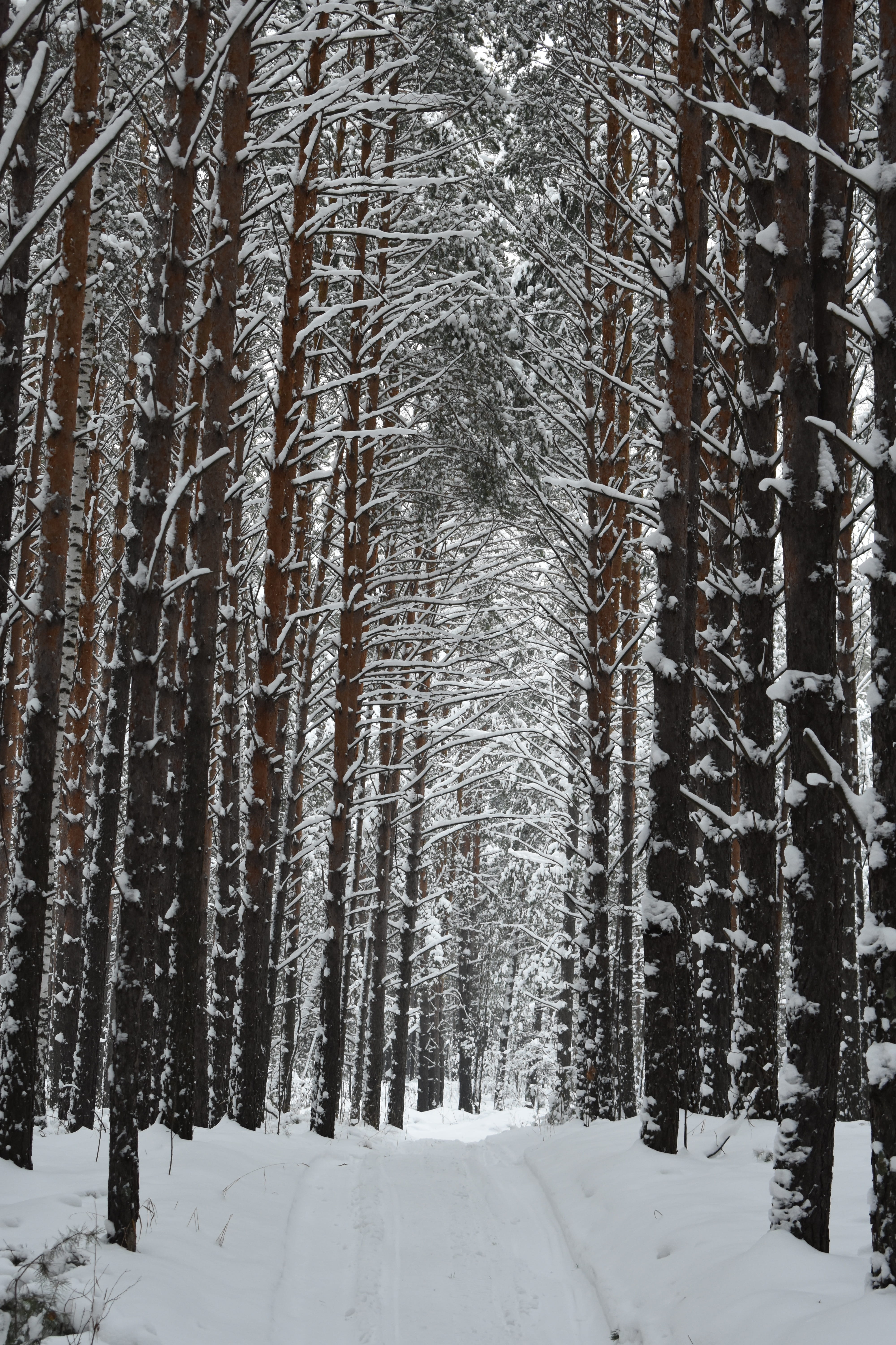 icicle, forest, nature, covering, tranquil scene, 5K, snowing, snow, trunk, plant, cold temperature, coldly, tree trunk, land, landscape, winter, frost, Phone HD Wallpaper