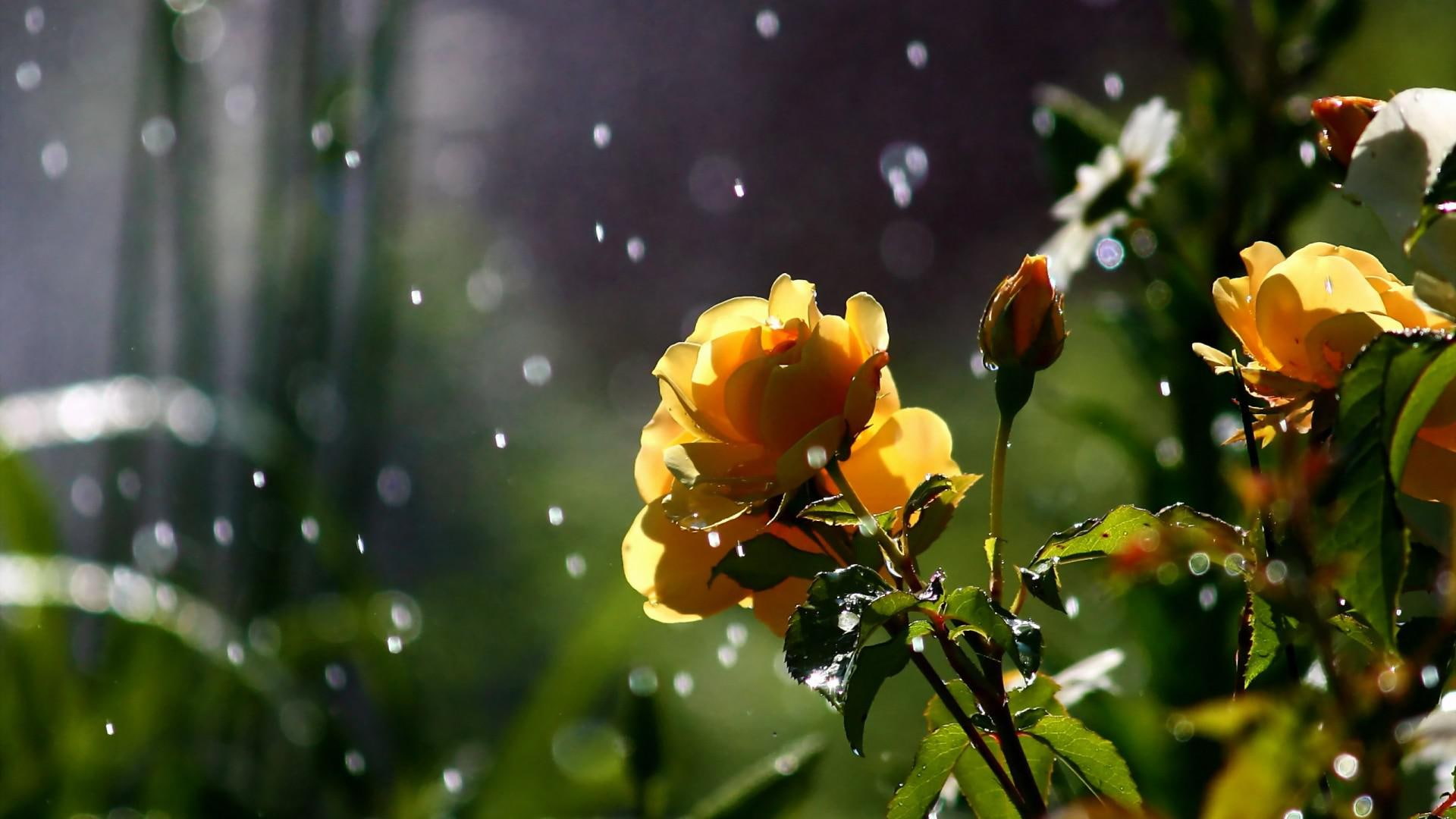 storm, drops, 1080P, petals, nature, sparkle, plants, images, flowers, garden, weather, rain, HD Wallpaper