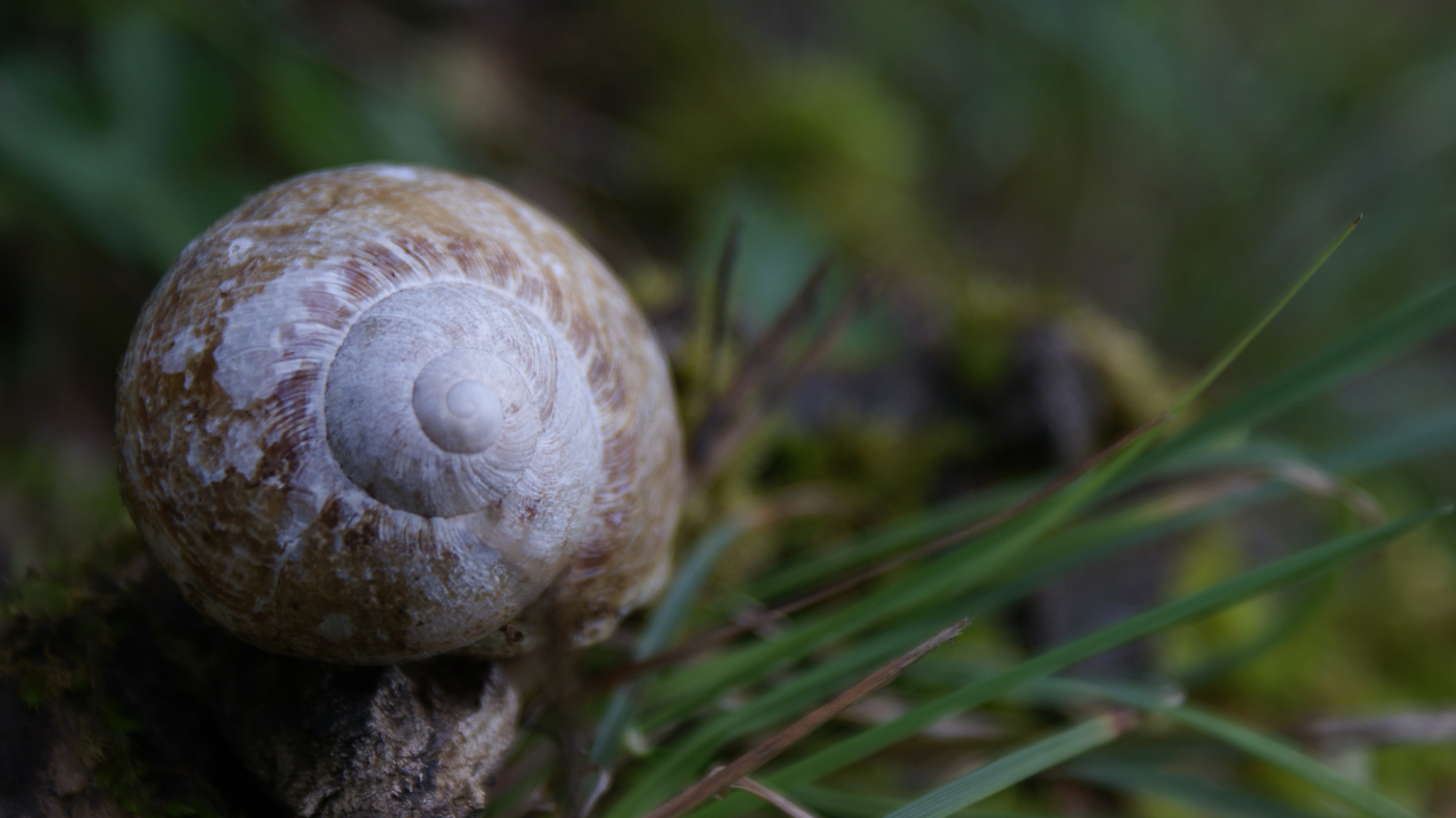 blurred, snail, animals, 4K, plants, nature, HD Wallpaper