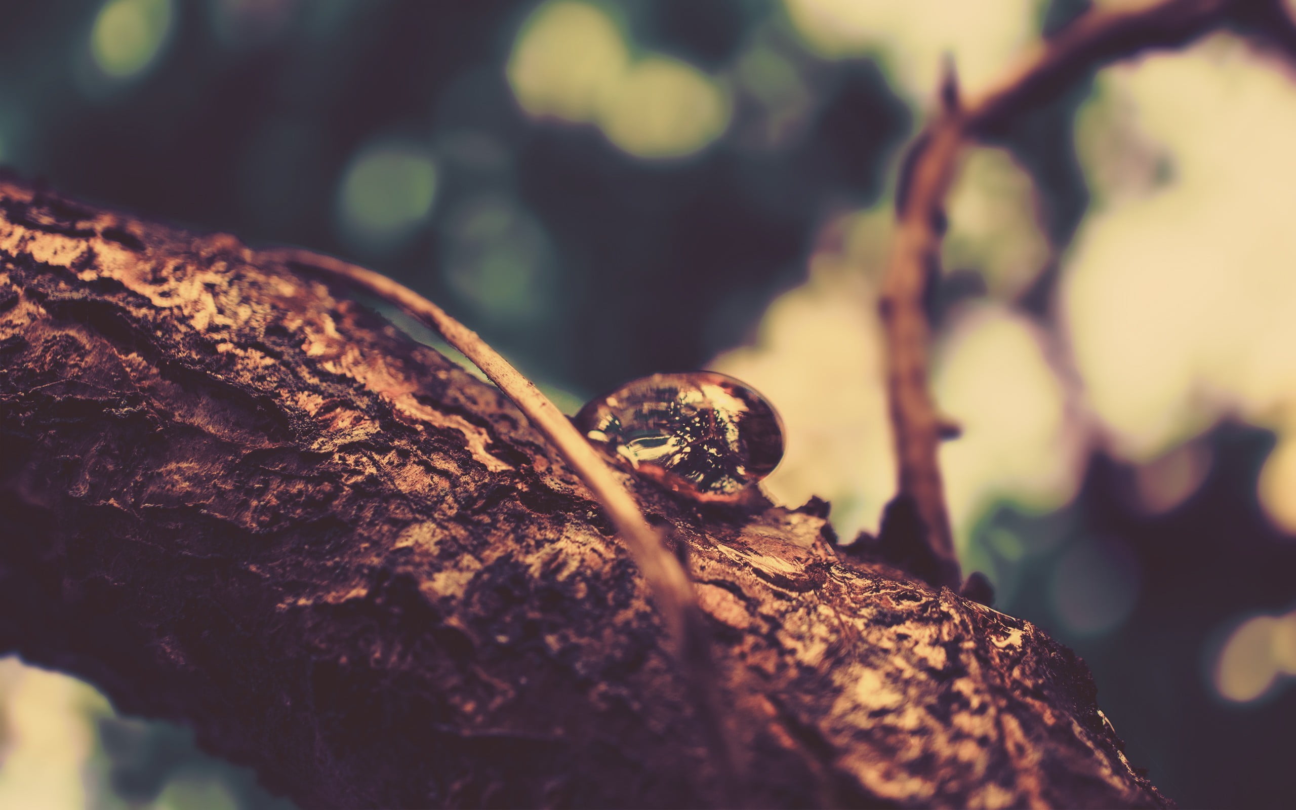 2K, snail, solid, shell, outdoors, selective, branch, plant, close-up, focus, animals in the wild, leaf, rock, animal themes, tree, animal wildlife, invertebrate, HD Wallpaper