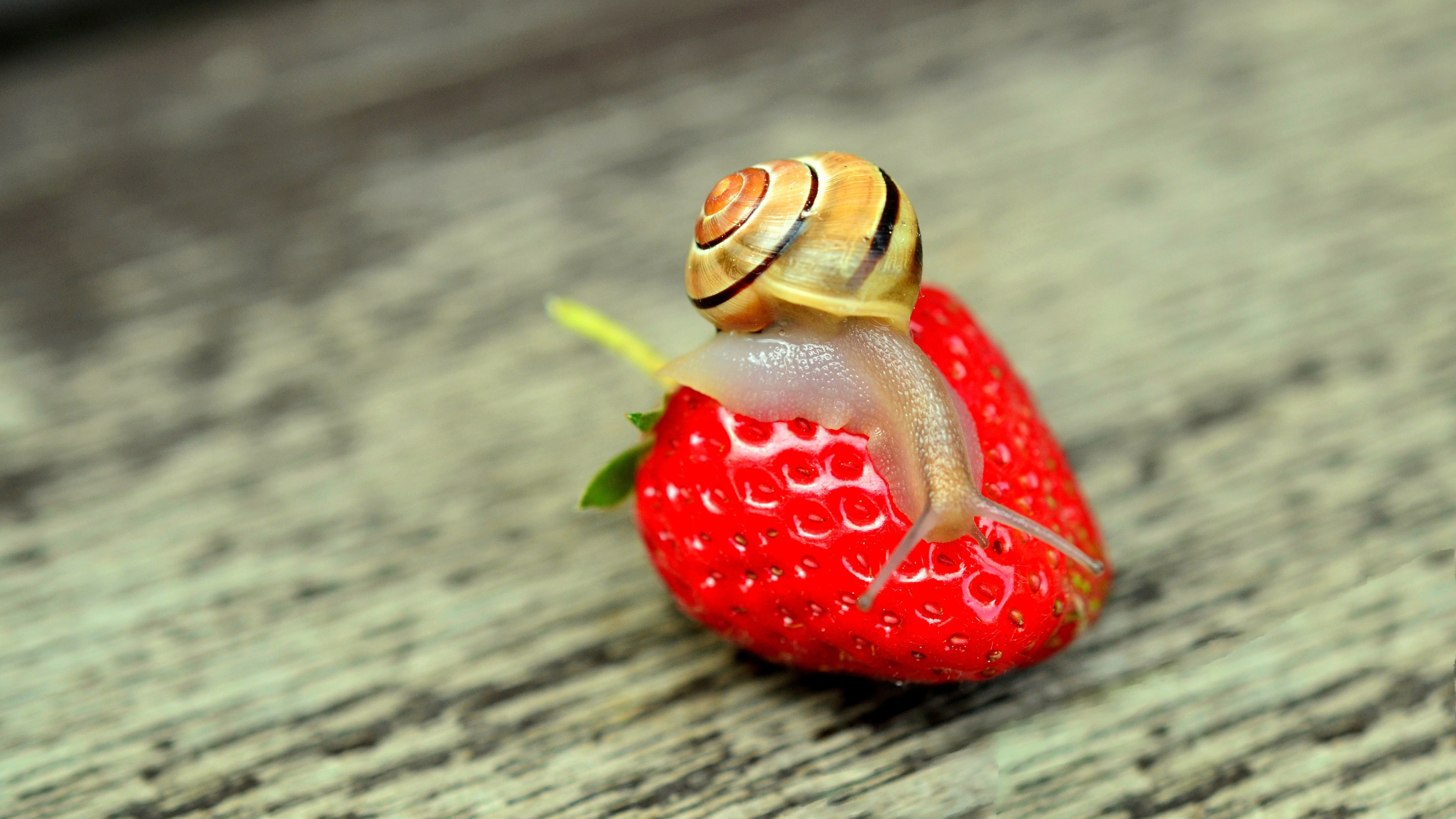 Strawberry, Big, 4K, Snail, HD Wallpaper
