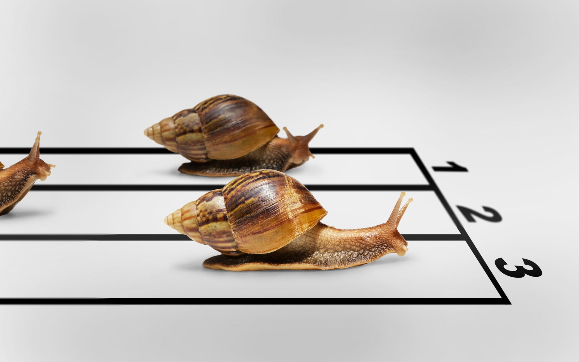 snail, 1080P, funny, humor, race, HD Wallpaper