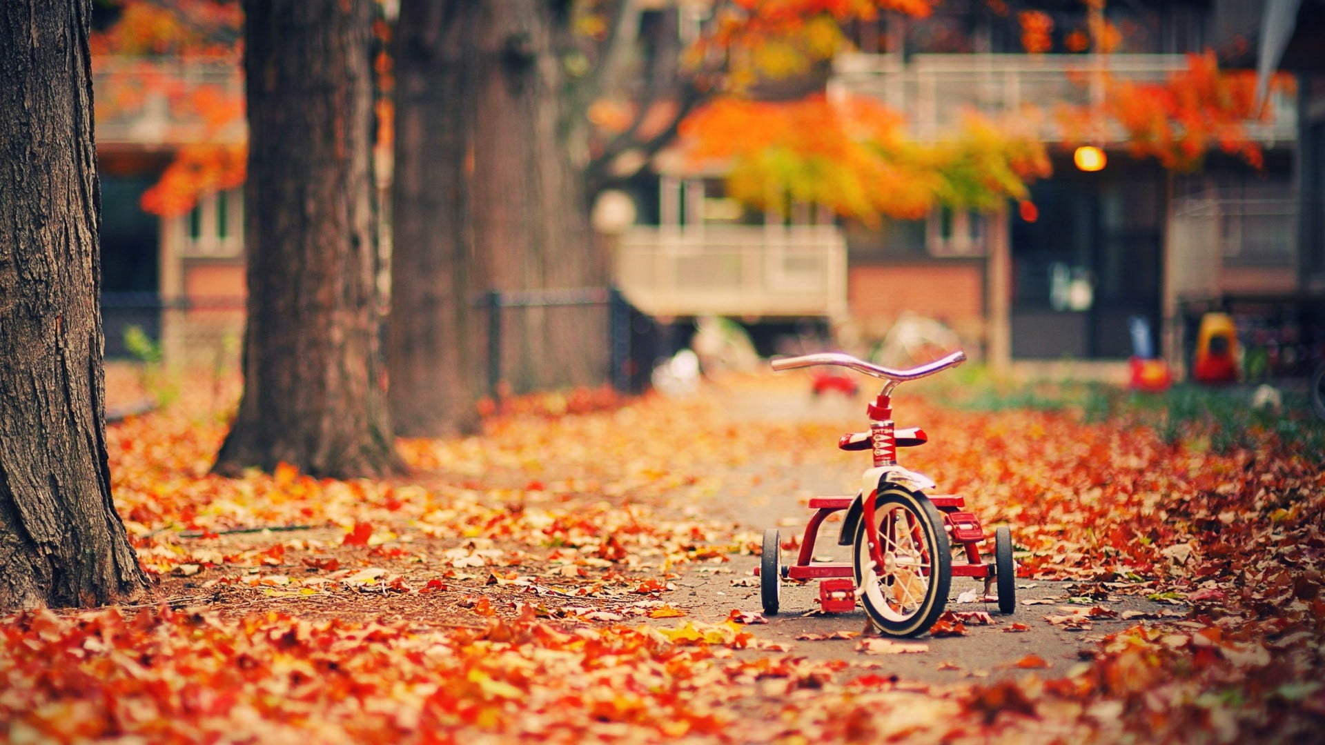 fall, trike, transportation, orange color, selective focus, autumn collection, tree trunk, architecture, bicycle, 1080P, tree, dry, red, leaves, nature, HD Wallpaper