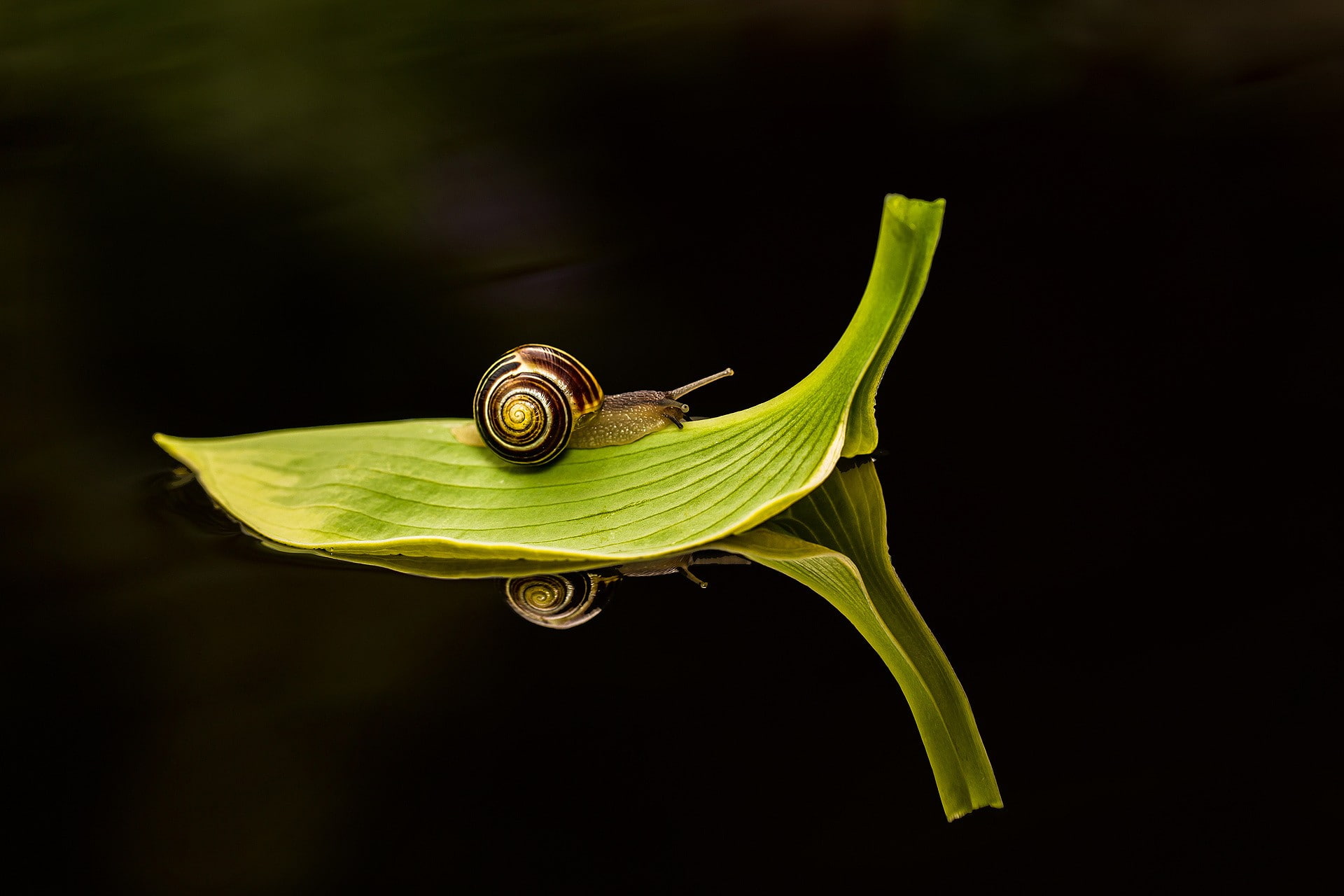 water, snail, leaves, insect, reflection, macro, 1080P, HD Wallpaper