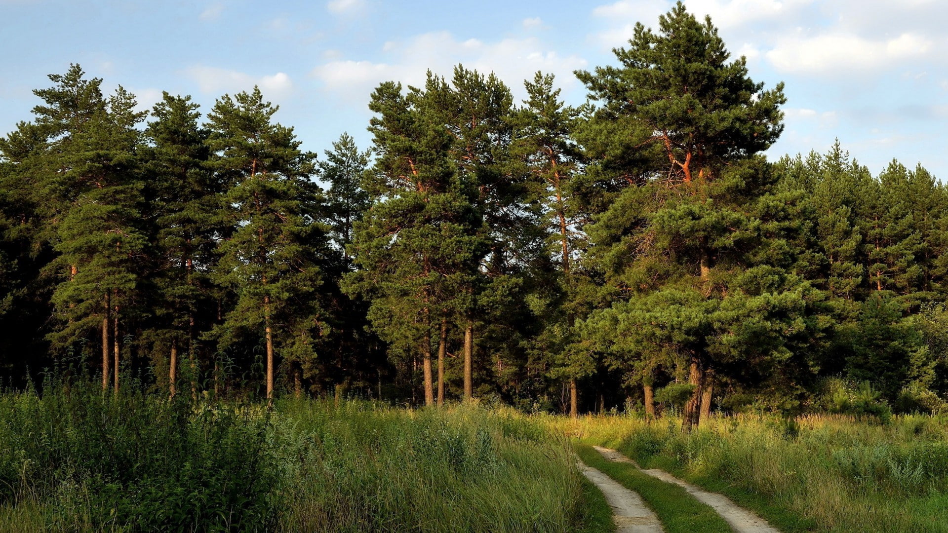 path, 1080P, dirt road, nature, forest, HD Wallpaper