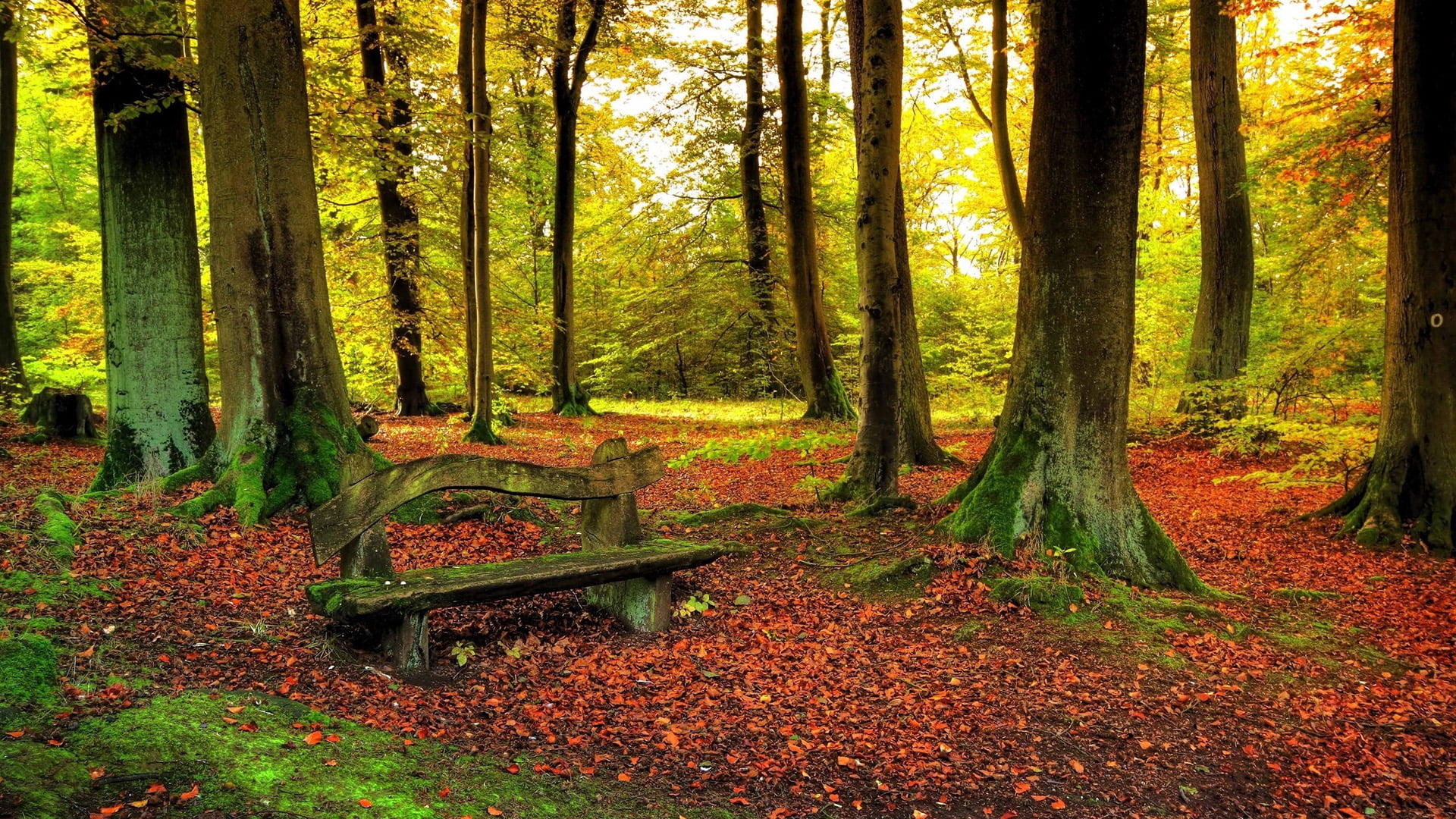 outdoors, branch, beauty in nature, maple, pathway, environment, colorful, rural, day, scenery, nature, trunk, park, no people, autumn, 1080P, grass, tranquil scene, HD Wallpaper
