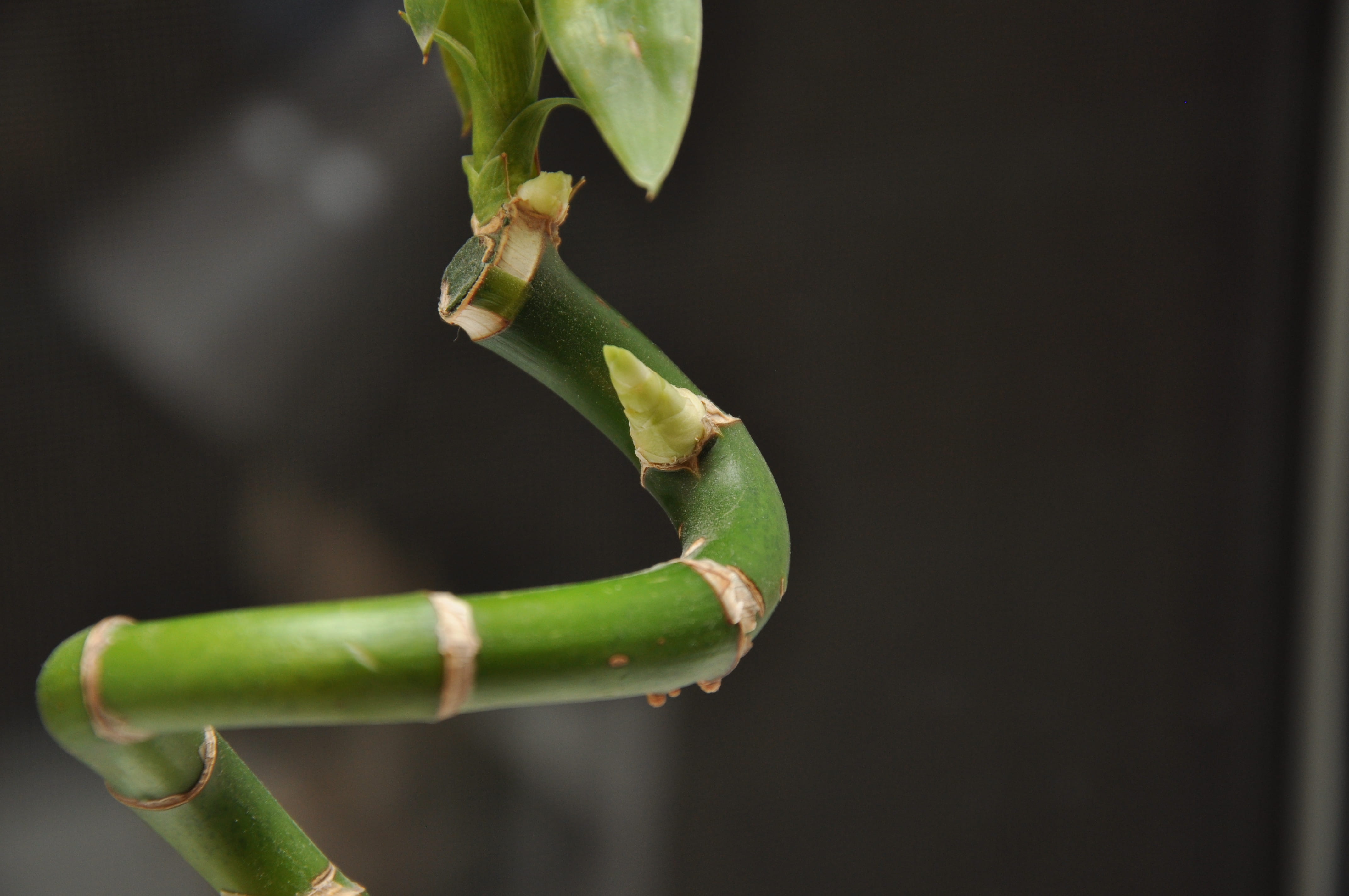 focus on foreground, plant stem, close-up, beauty in nature, outdoors, volgograd, no people, plant part, bamboo, day, copy space, animal, plant, animal wildlife, HD Wallpaper
