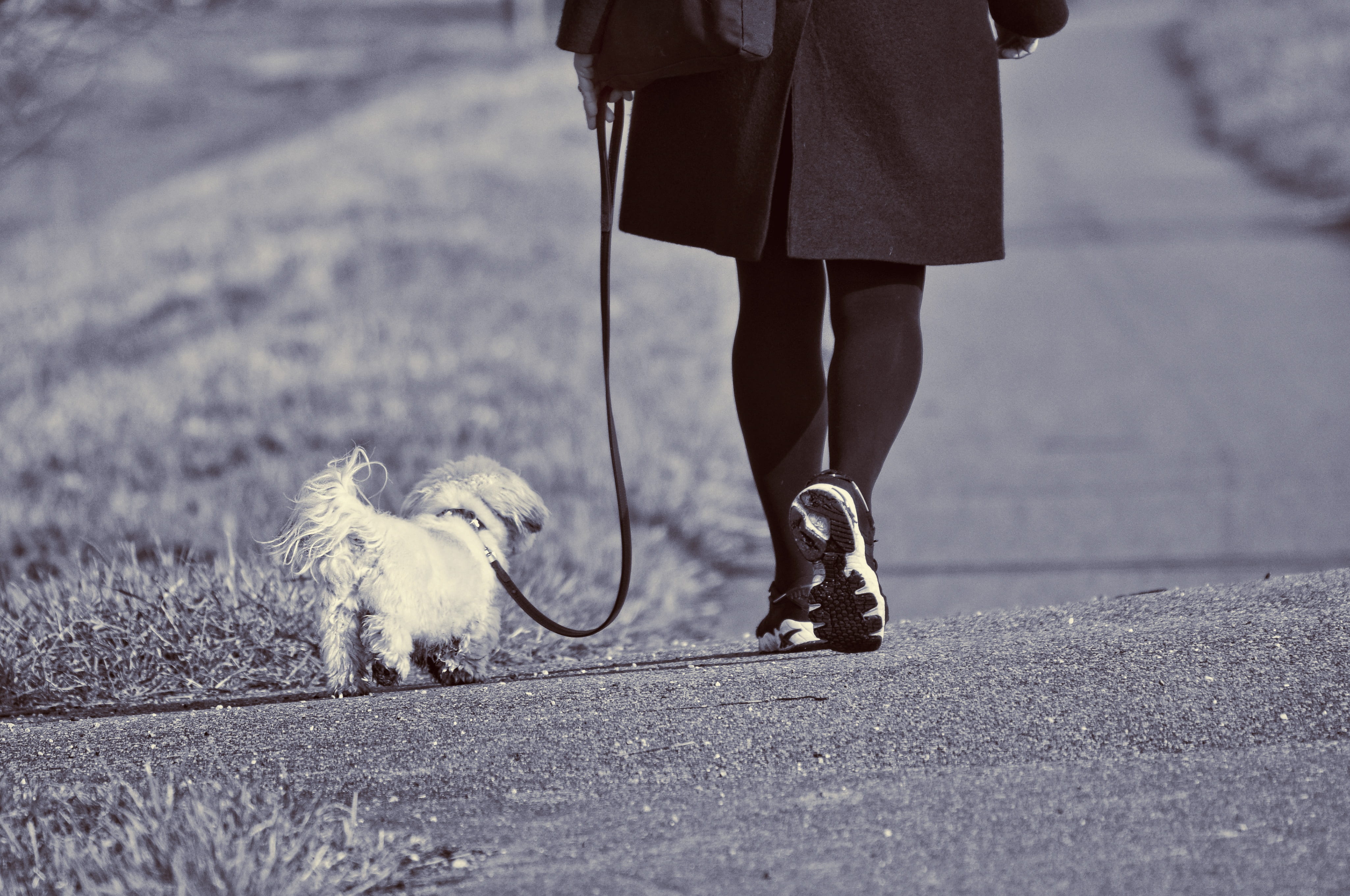woman walking dog, little dog, active, little white dog, foot, human body part, human leg, pets, mammal, one animal, one person, dog, domestic animals, HD Wallpaper