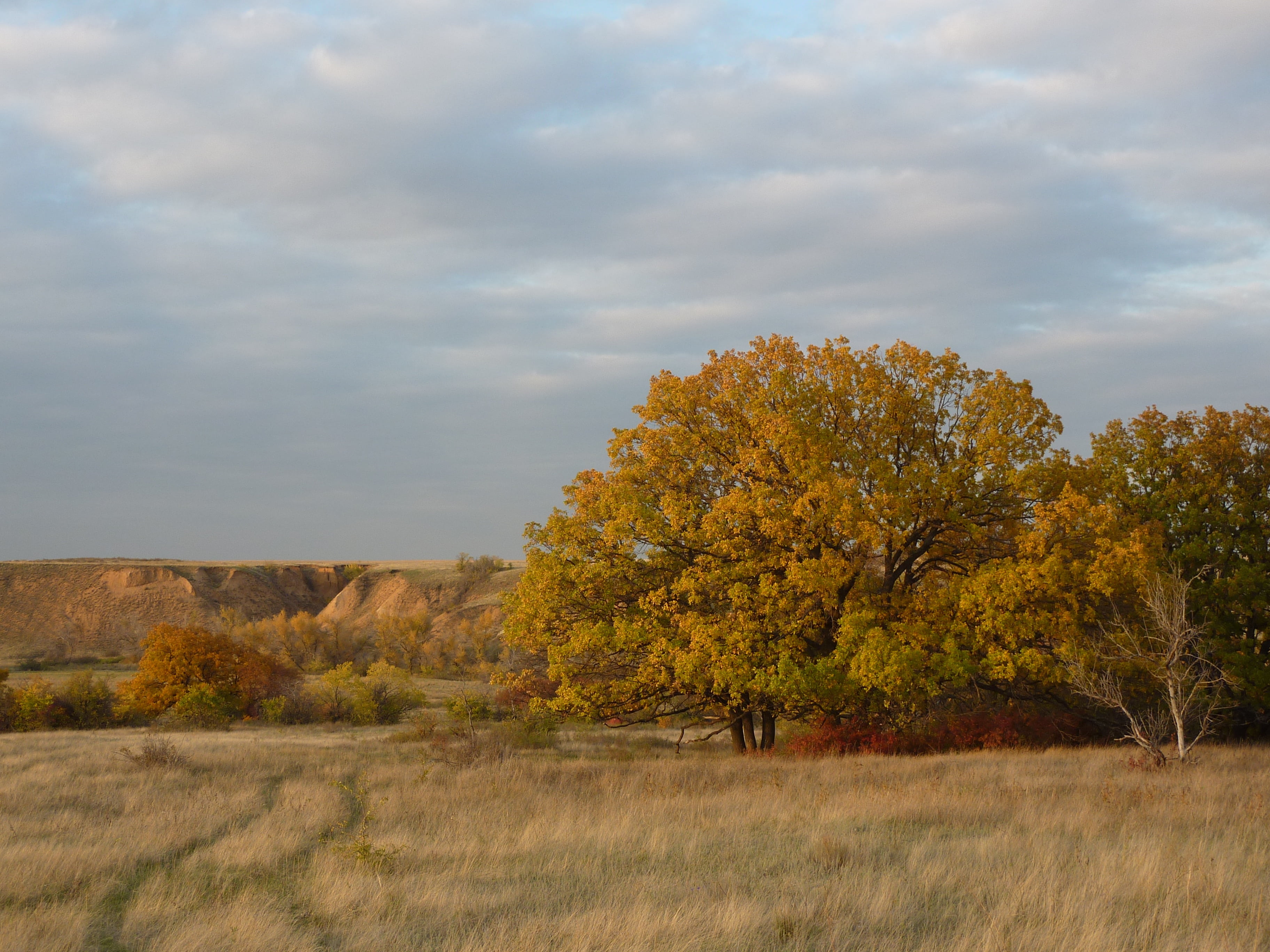 tranquil scene, scenics, nature, grass, beauty in nature, sky, growth, environment, evening, autumn, landscape, steppe, redhead, scenics - nature, yellow, HD Wallpaper