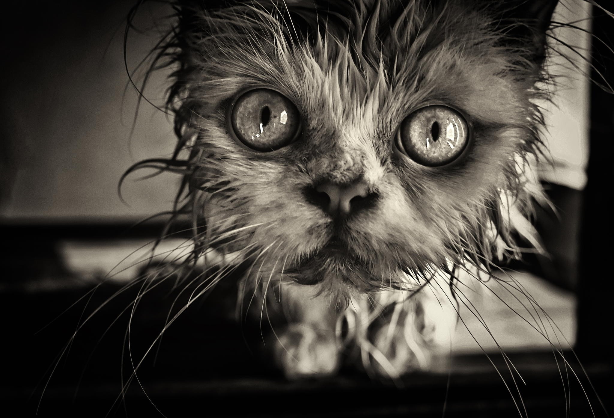 cat, 1080P, big, big eyes, animals, eyes, look, HD Wallpaper