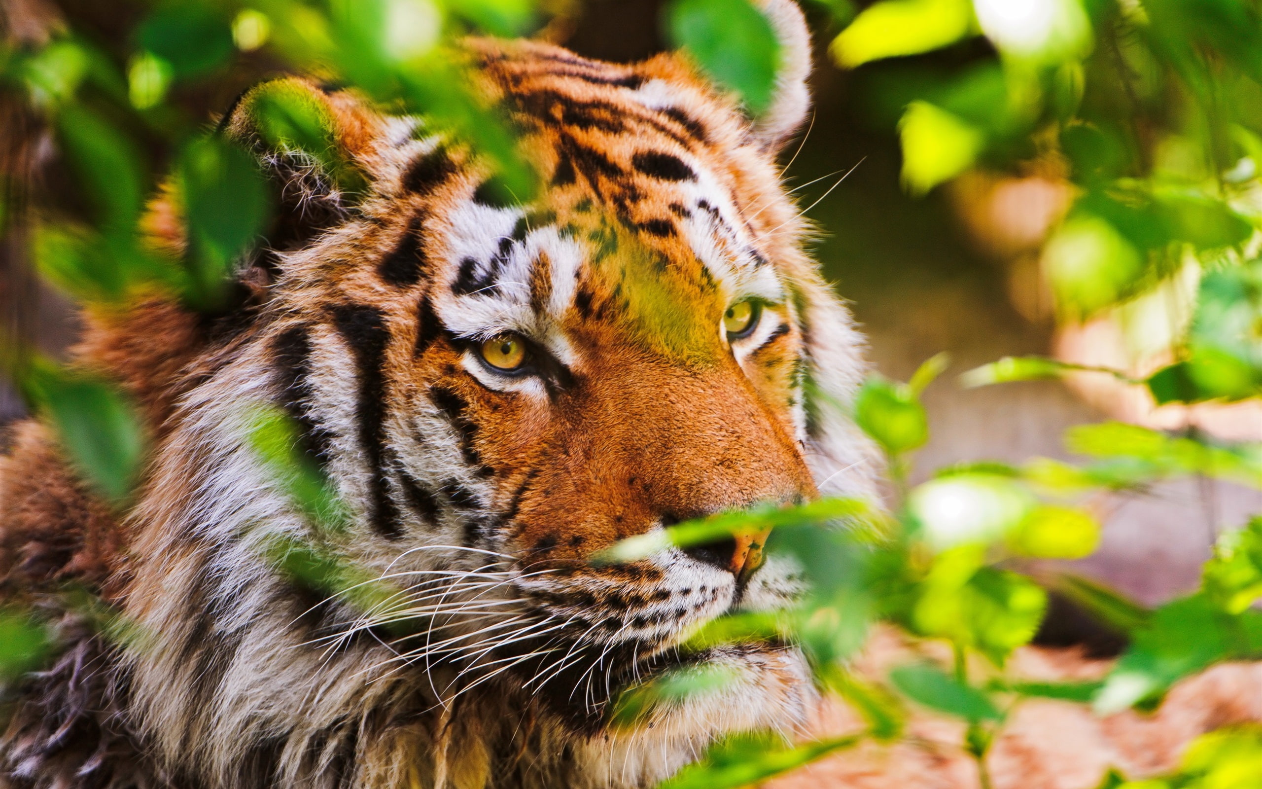 Tiger, Animal, 2K, Cat, Big, Plants, close, HD Wallpaper