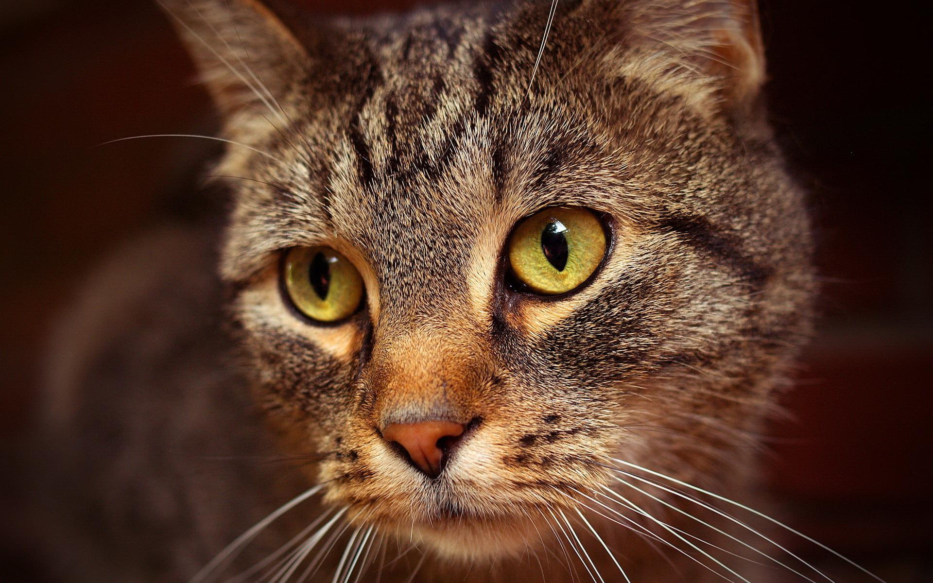 1080P, animals, beautiful, look, sharp, green, eyes, animal, HD Wallpaper