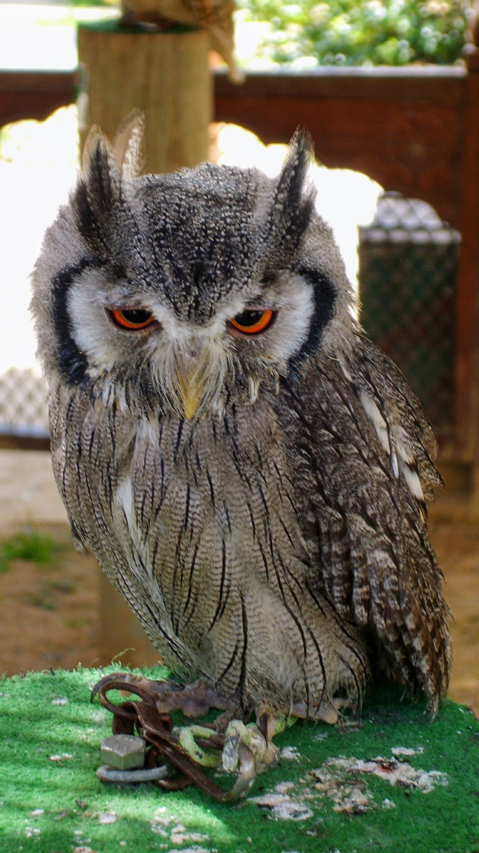 feather, animals in the wild, wildlife, animal, portrait, zoo, bird of prey, no people, close-up, focus on foreground, nature, owl, outdoors, one animal, Phone HD Wallpaper