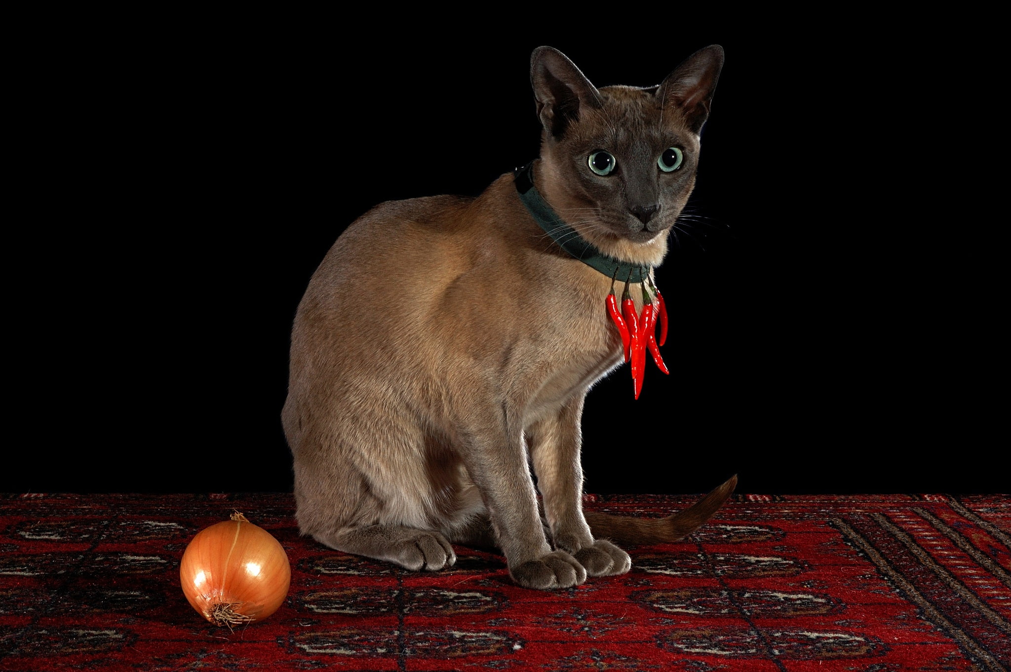 pepper, Chile, guardian, sharp, look, Siamese, carpet, chili, amulet, black background, hot pepper, sitting, onion, necklace, red, pose, 1080P, cat, HD Wallpaper