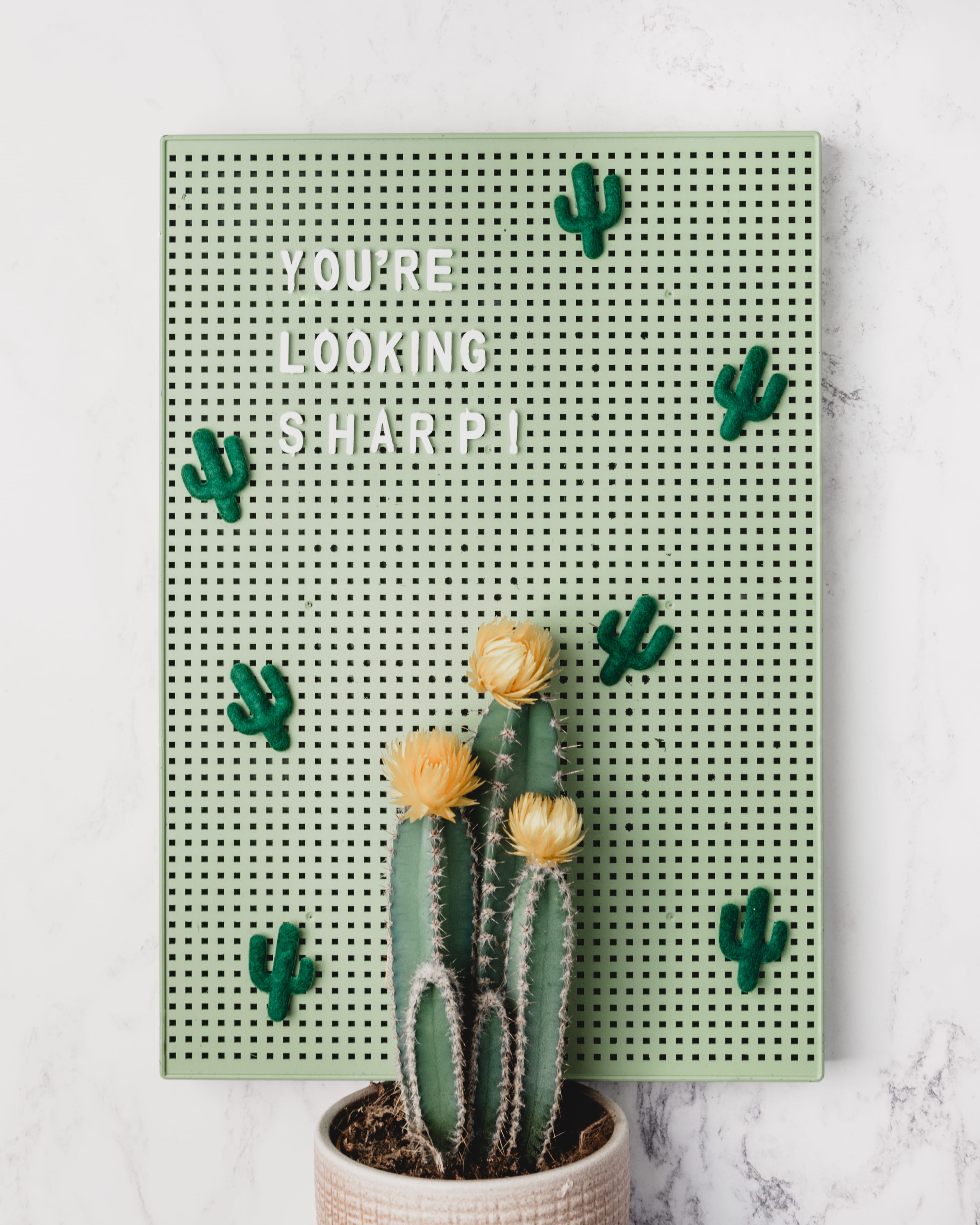 cactus, decor, flowering plant, directly above, typography, indoors, no people, confetti, wall, nature, succulent, flower, pot, decoration, plant, design, Phone HD Wallpaper
