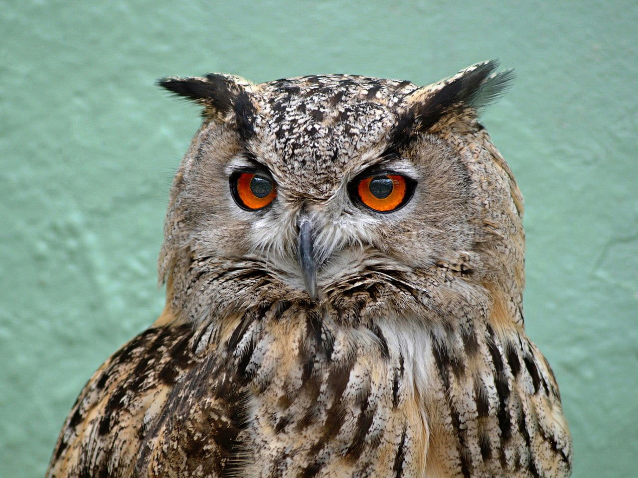 photography, animals in the wild, portrait, brown, yellow eyes, 720P, closeup, bird, one animal, solitary, close-up, close up, stares, birds of prey, black, HD Wallpaper