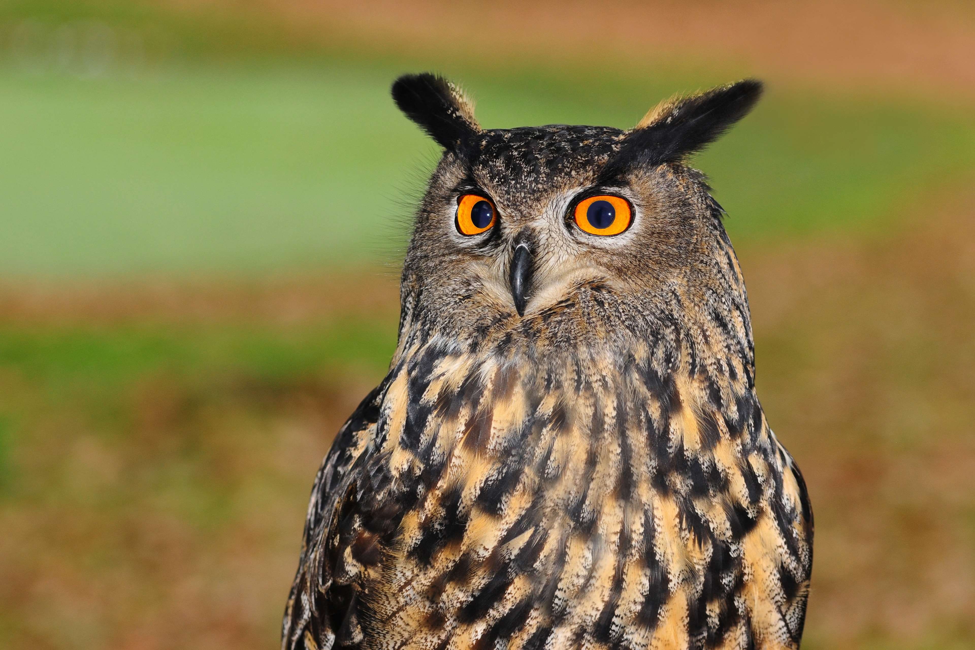 looking, no people, focus on foreground, animals in the wild, 4K, looking at camera, animal eye, sharp look, animal wildlife, one animal, close-up, yellow eyes, HD Wallpaper