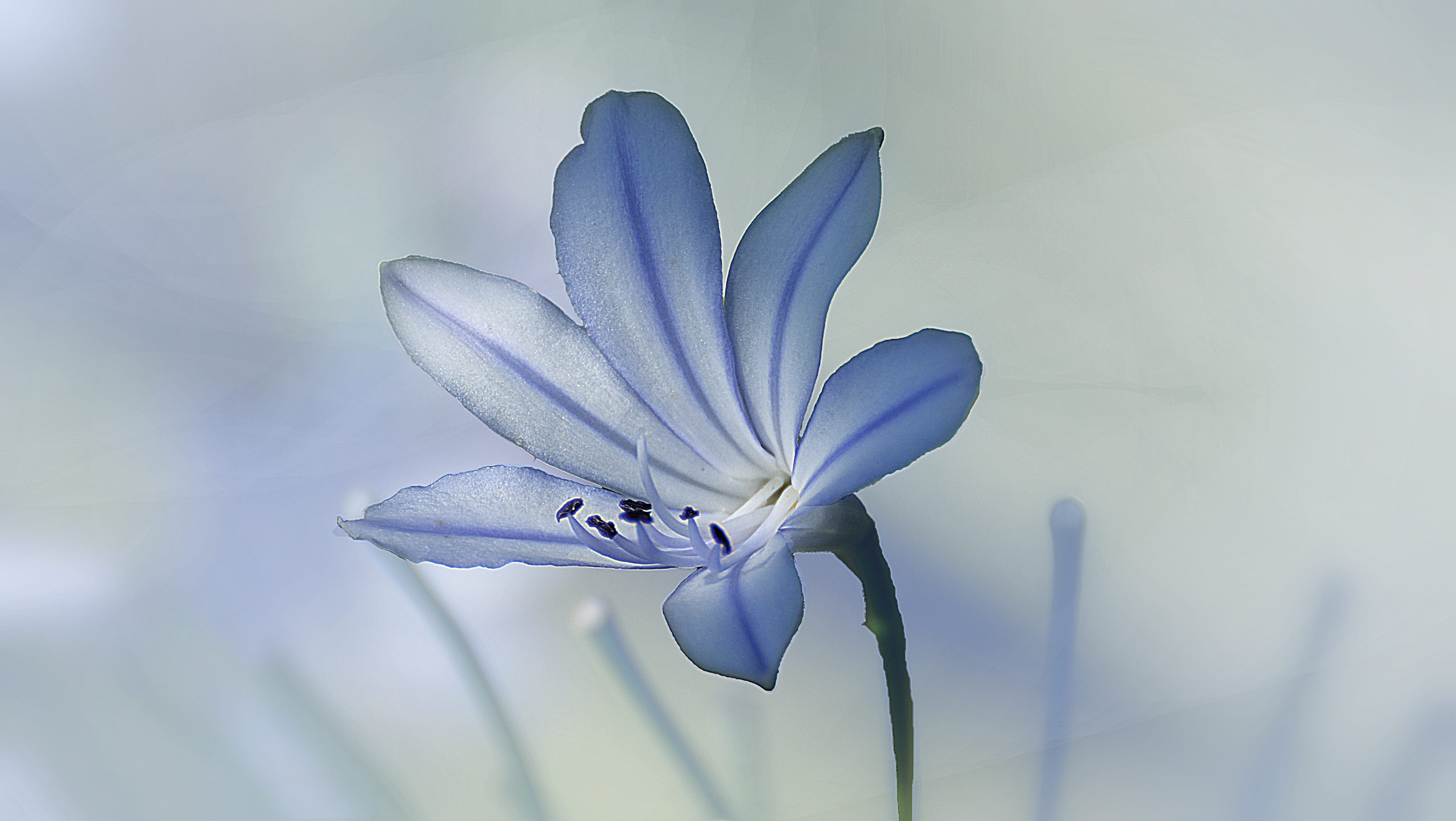 macro, no people, tender, grow, growth, color, iris - plant, inflorescence, crocus, sunlight, fresh, amazing, softness, spring, flower head, gardening, HD Wallpaper