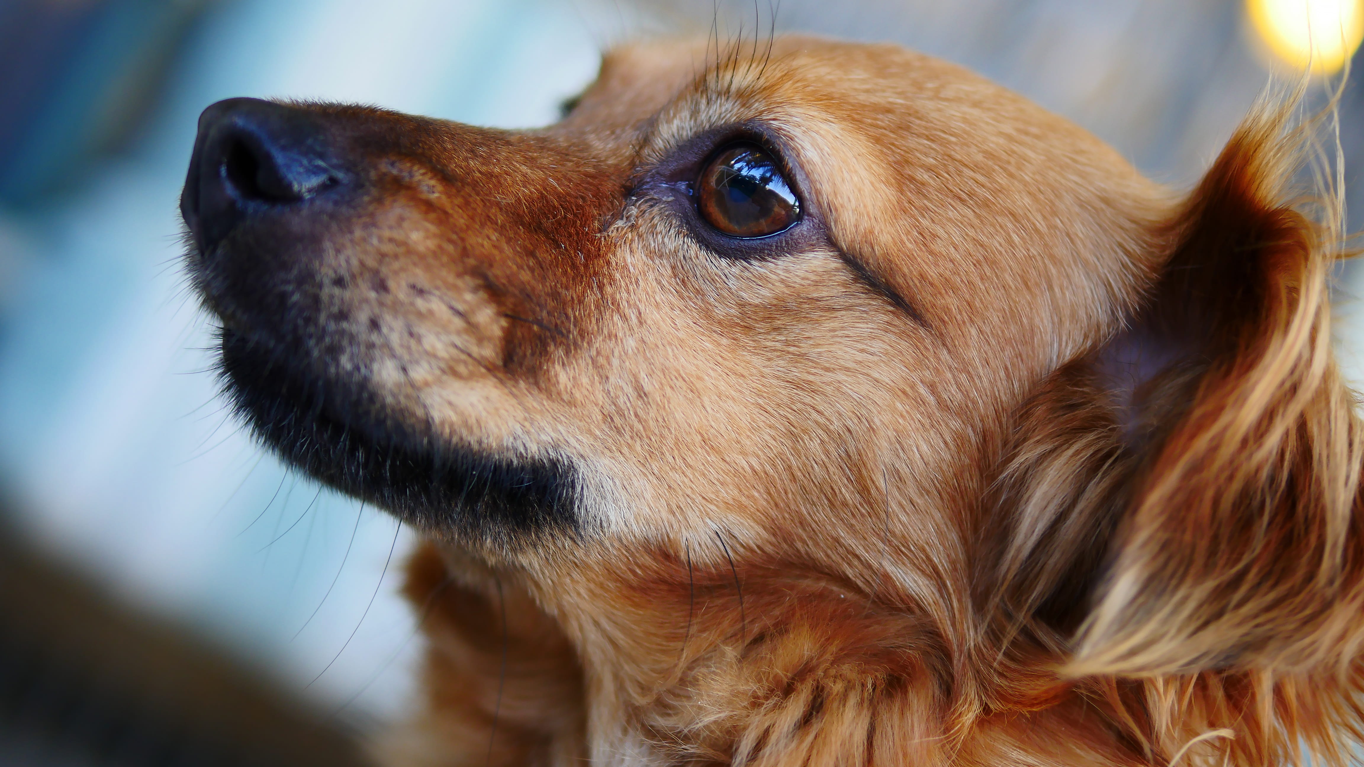 dog, animal eye, long, animal themes, 4K, brown, domestic animals, eyes, animal, looking, chihuahua - dog, cute, medium, adorable, eye, astounding, vertebrate, HD Wallpaper